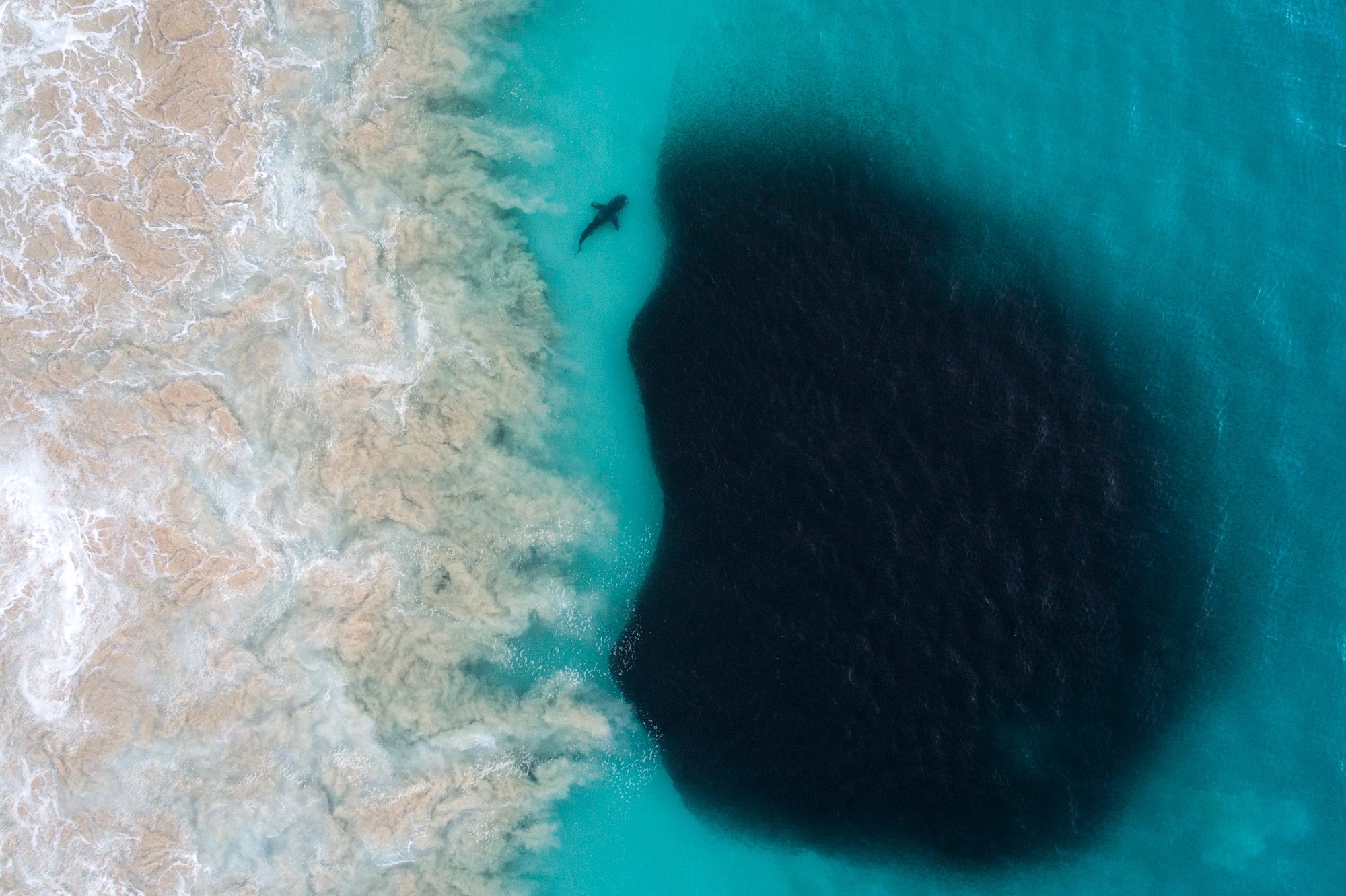 Shark swimming in turquoise water near sandy waves HD Wallpaper