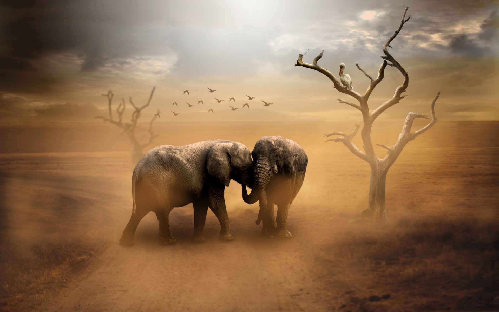 Two elephants in a dry landscape with dead trees HD Wallpaper