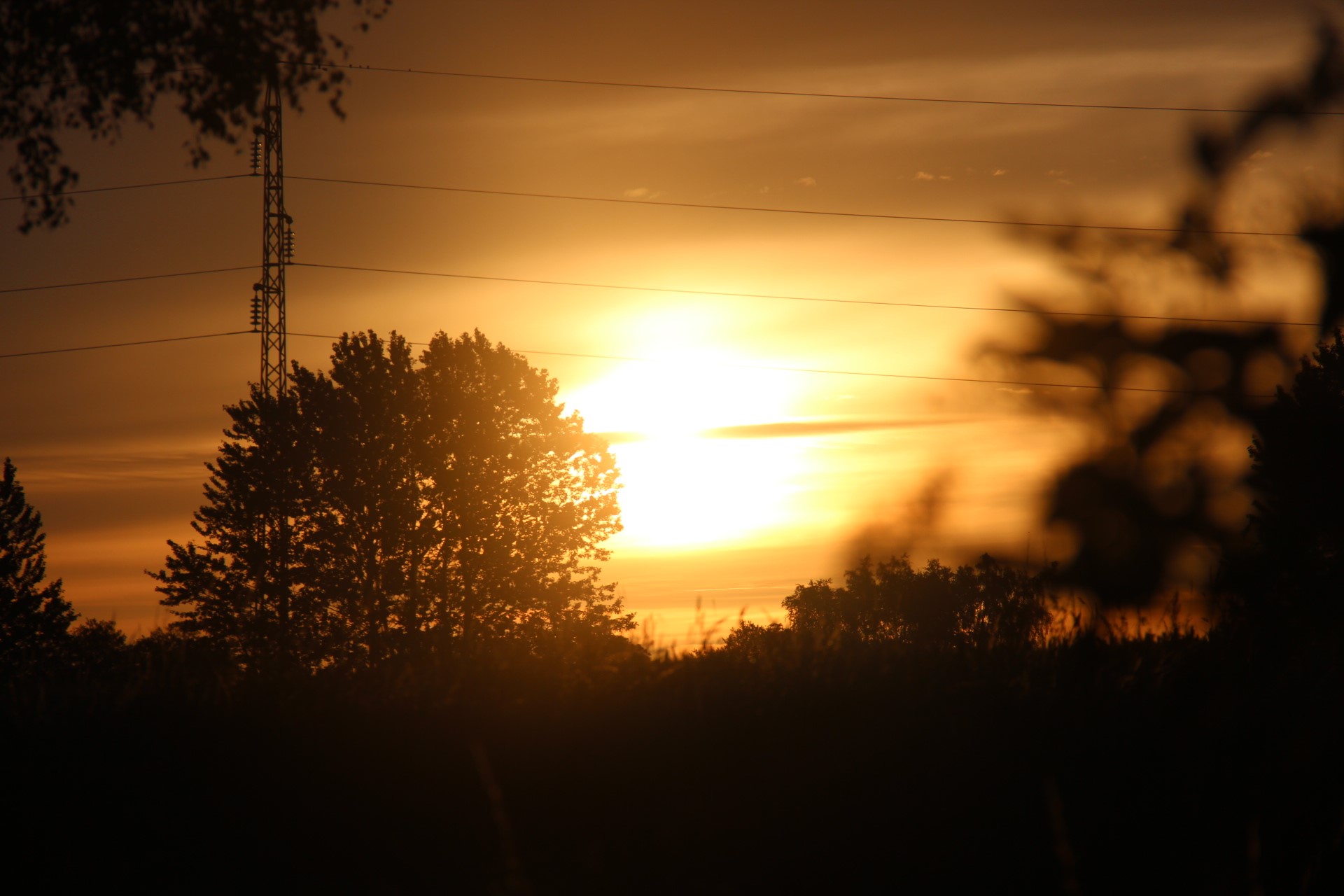 Sunset with power lines and trees in Denmark HD Wallpaper