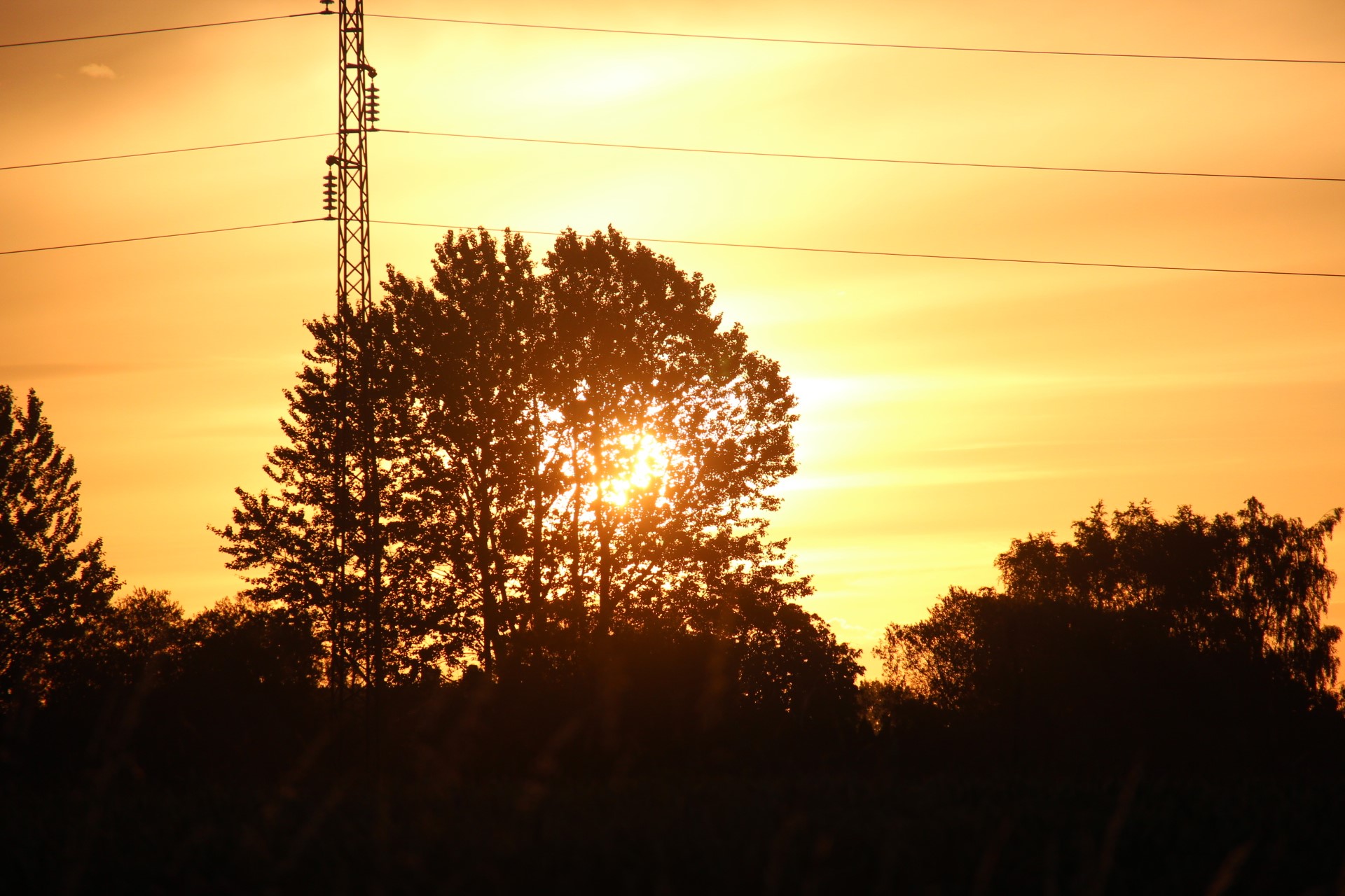 Power lines and trees at sunset in Denmark HD Wallpaper