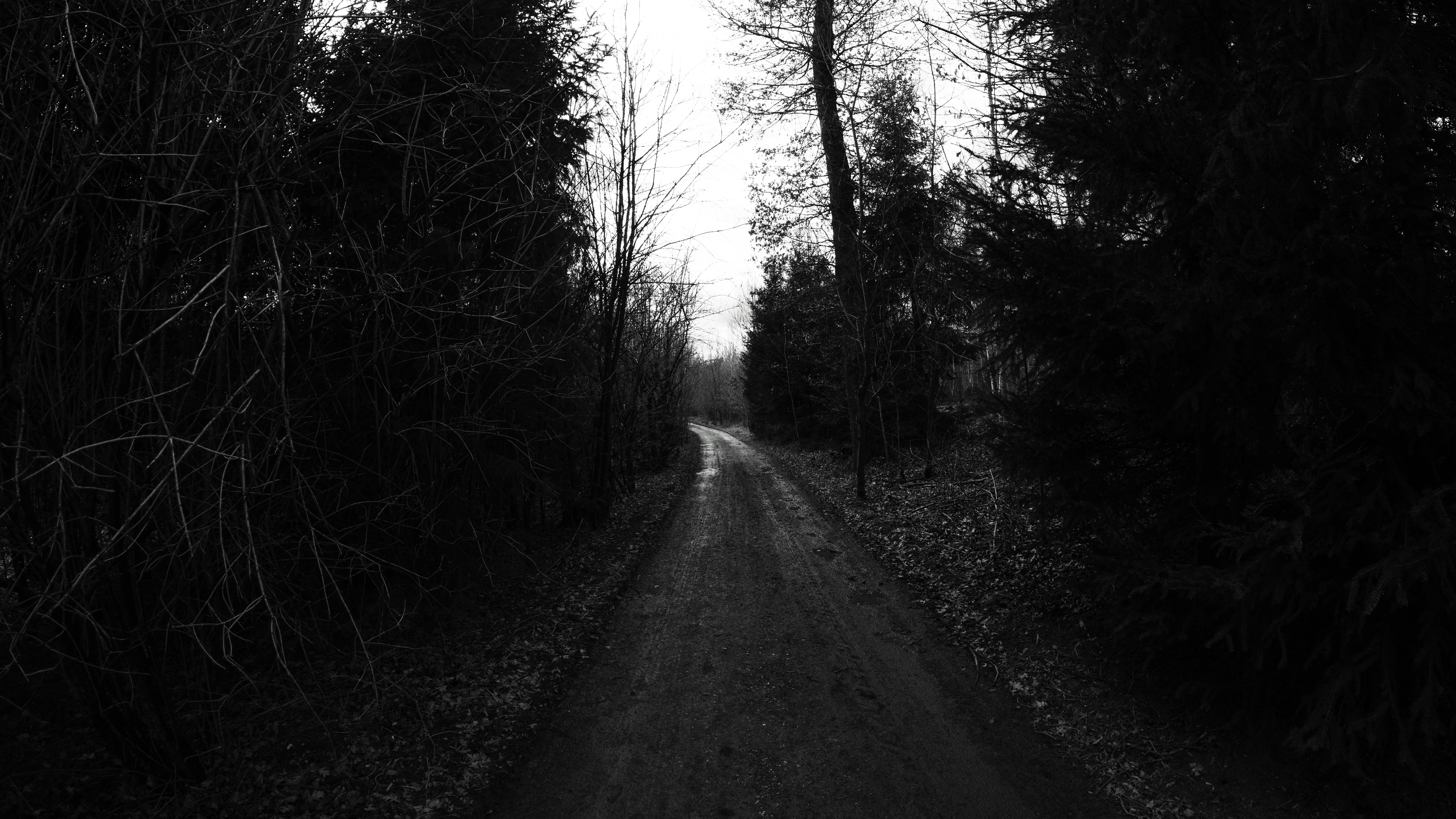 4K dark forest road monochrome HD Wallpaper