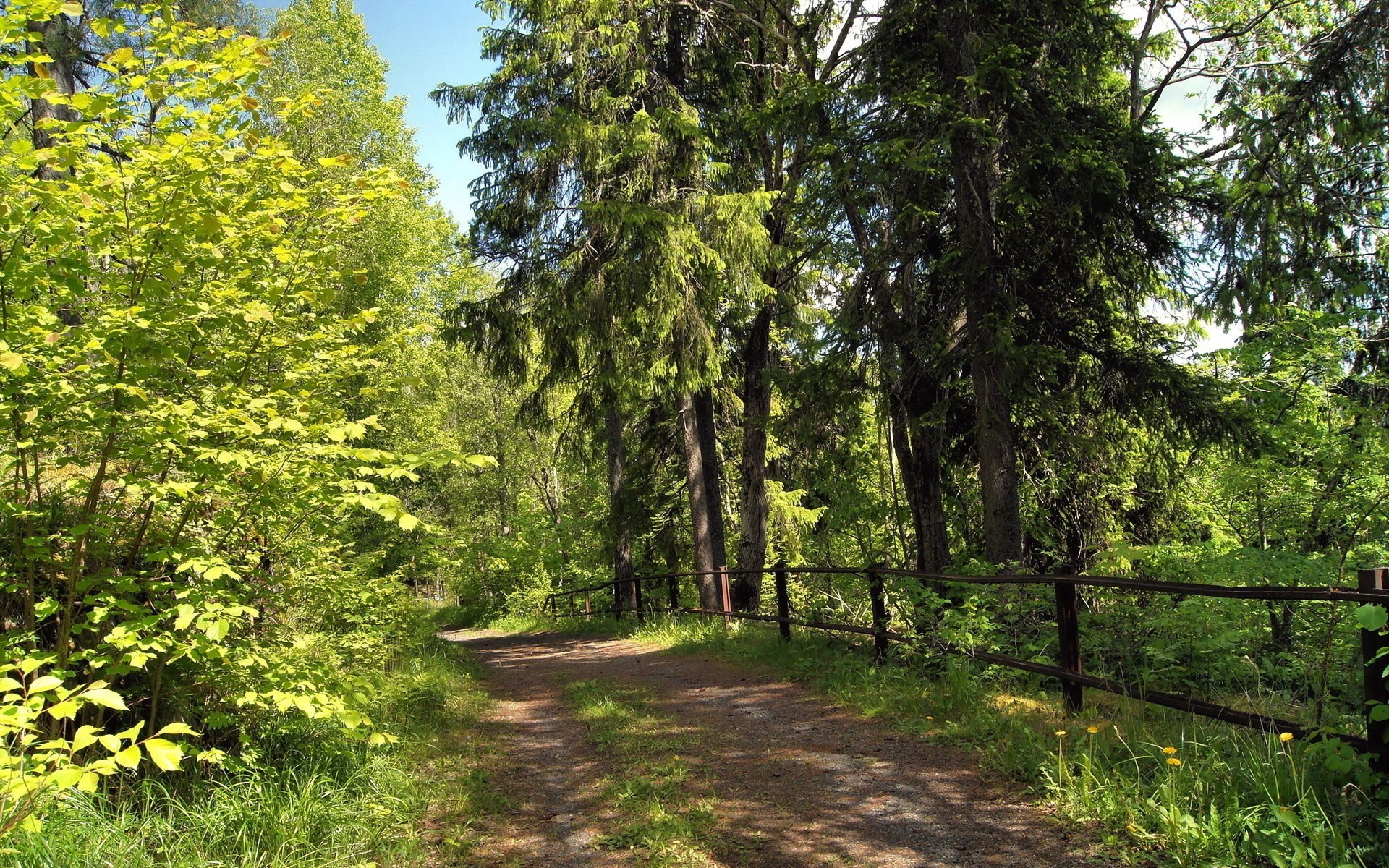 Dirt path through a sunlit forest with a wooden fence HD Wallpaper