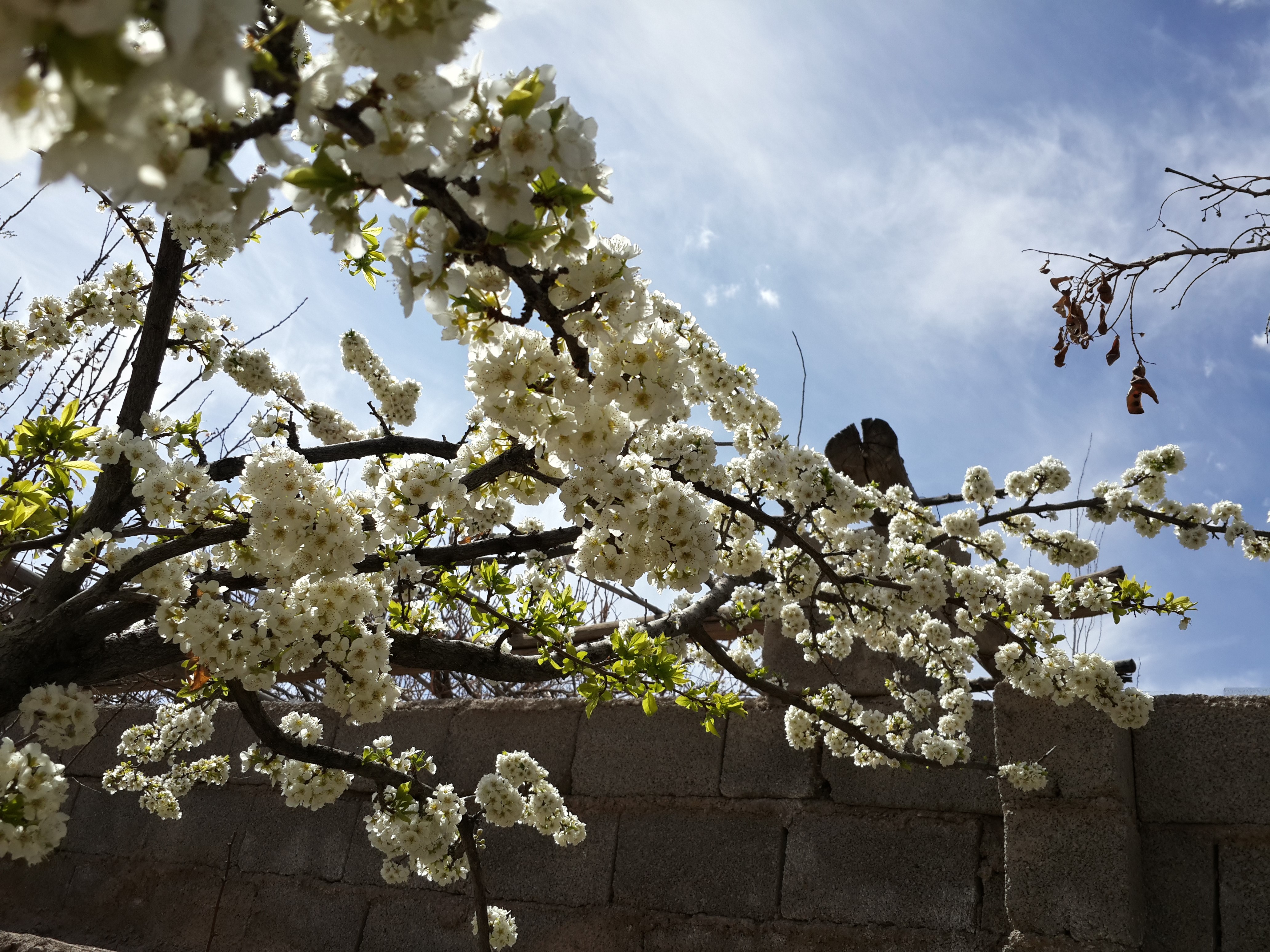 White flowers on branches against blue sky HD Wallpaper