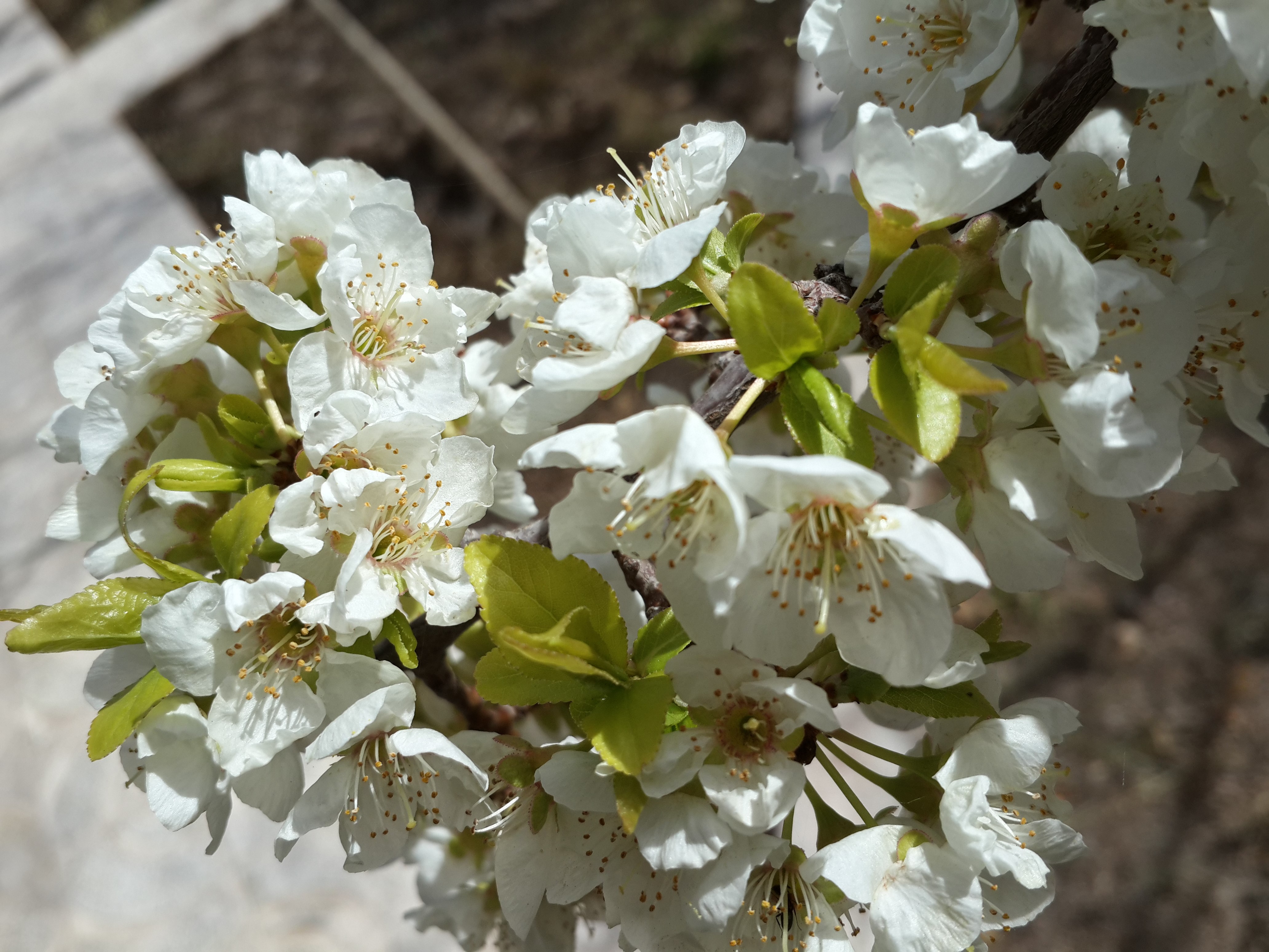 White flowers on a branch HD Wallpaper