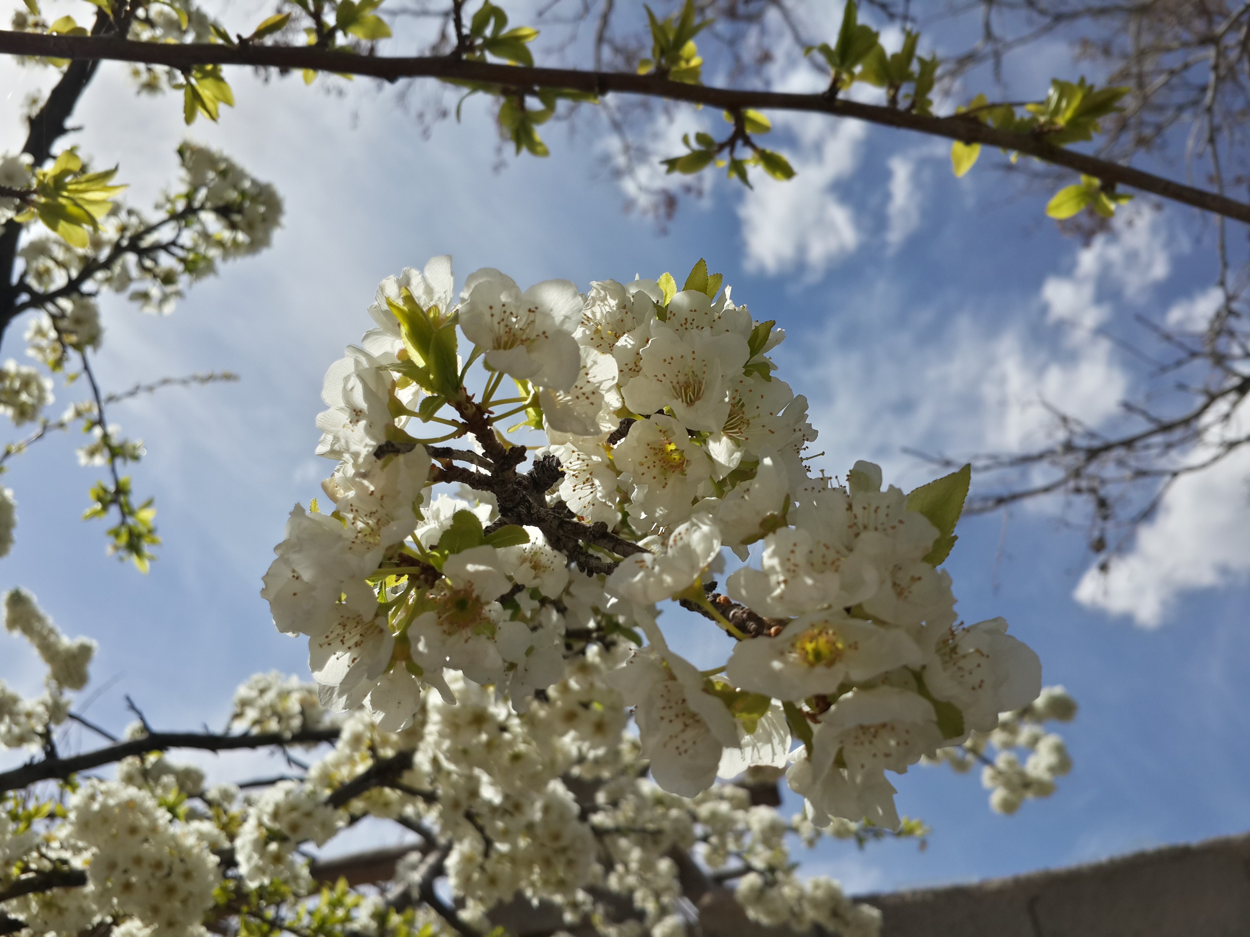 White flowers on branches against a blue sky HD Wallpaper