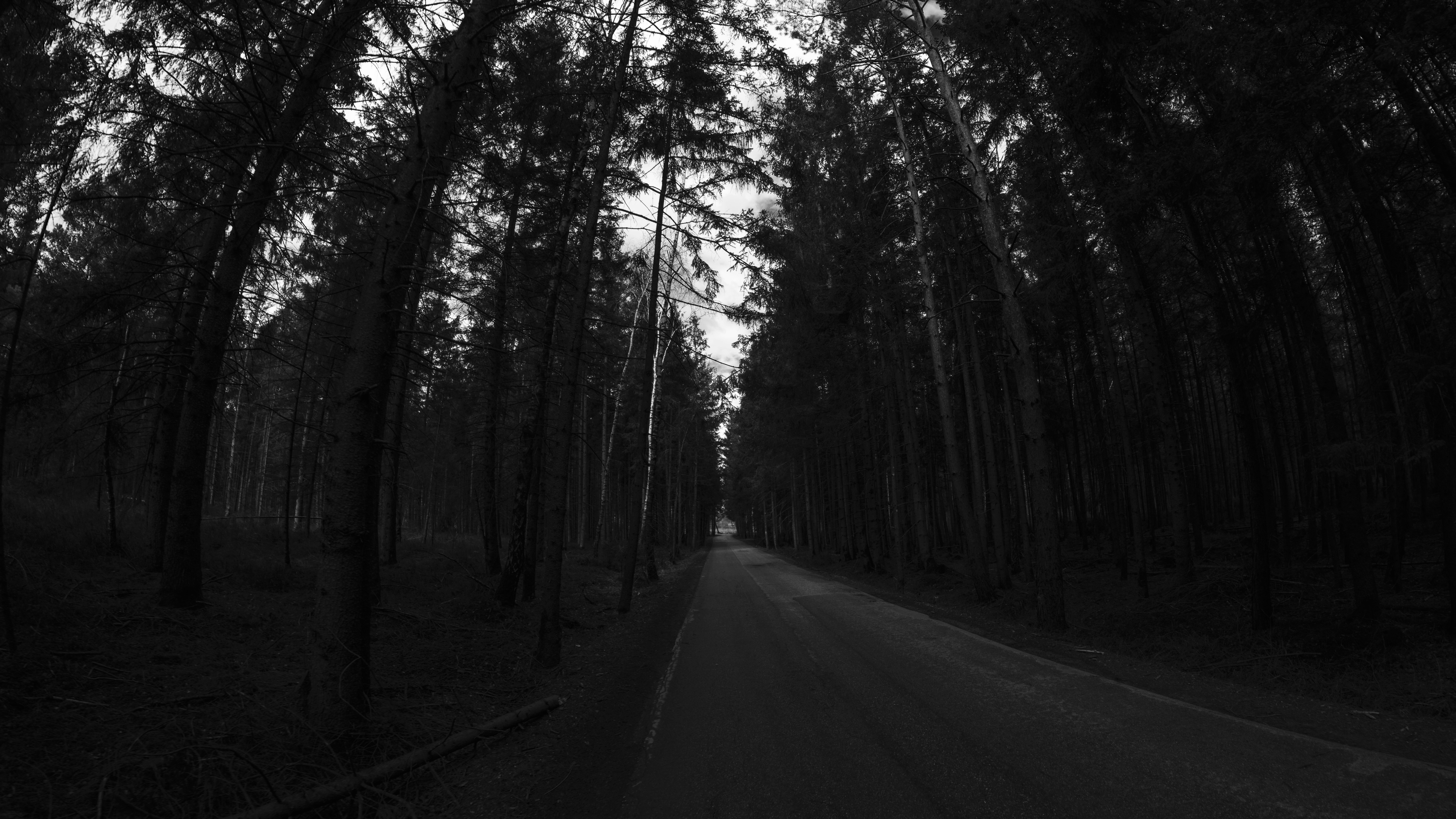Monochrome forest road with tall trees HD Wallpaper