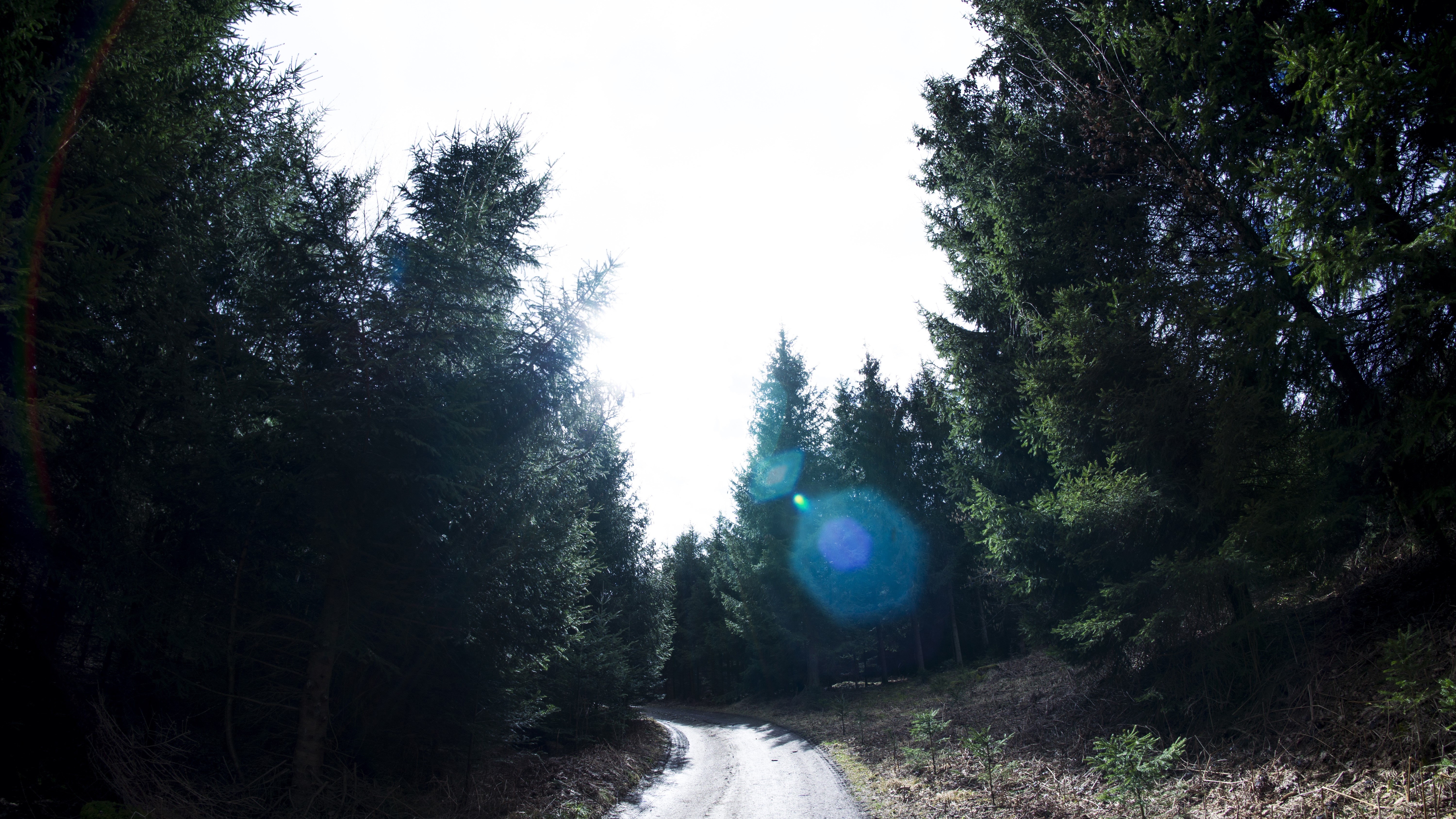 Road through a dark forest with lens flare HD Wallpaper