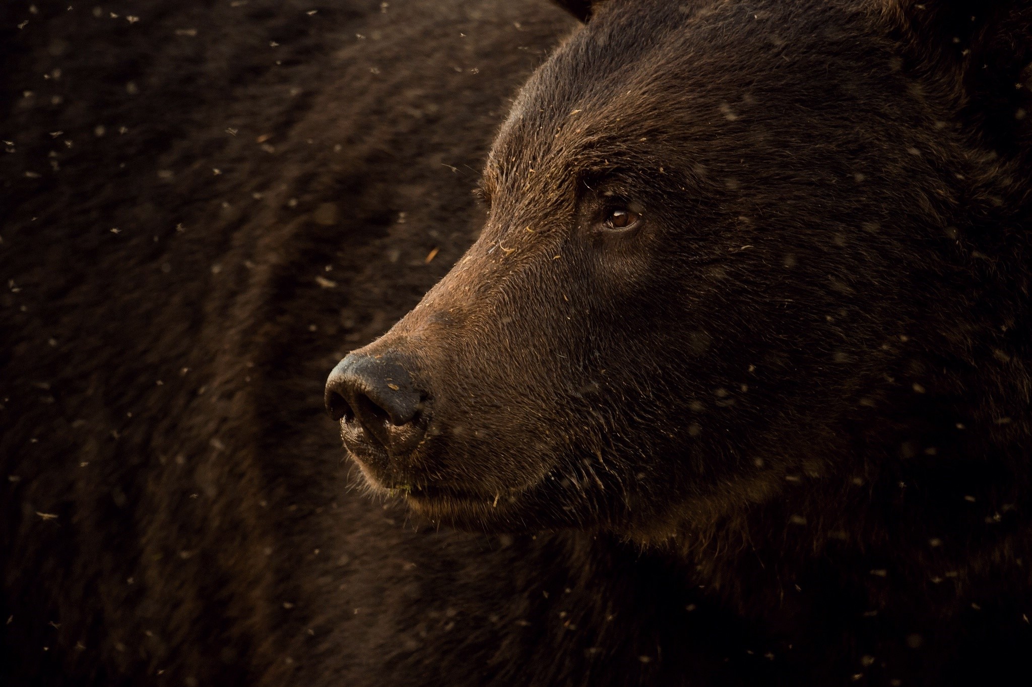 Close-up of a brown bear's face HD Wallpaper