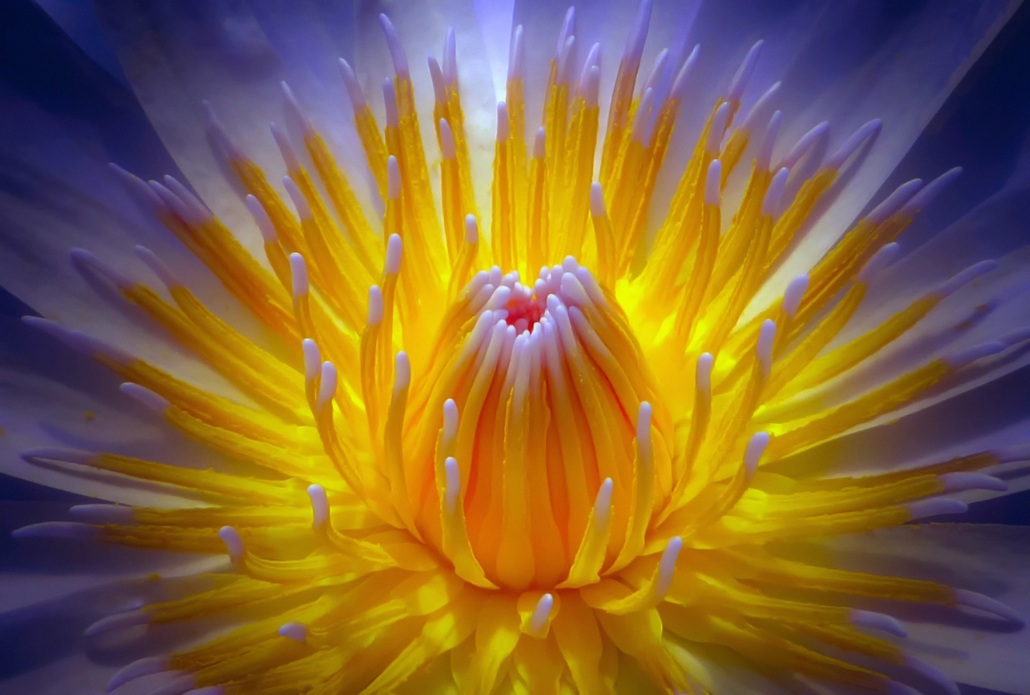 Close-up of a purple and yellow water lily flower HD Wallpaper