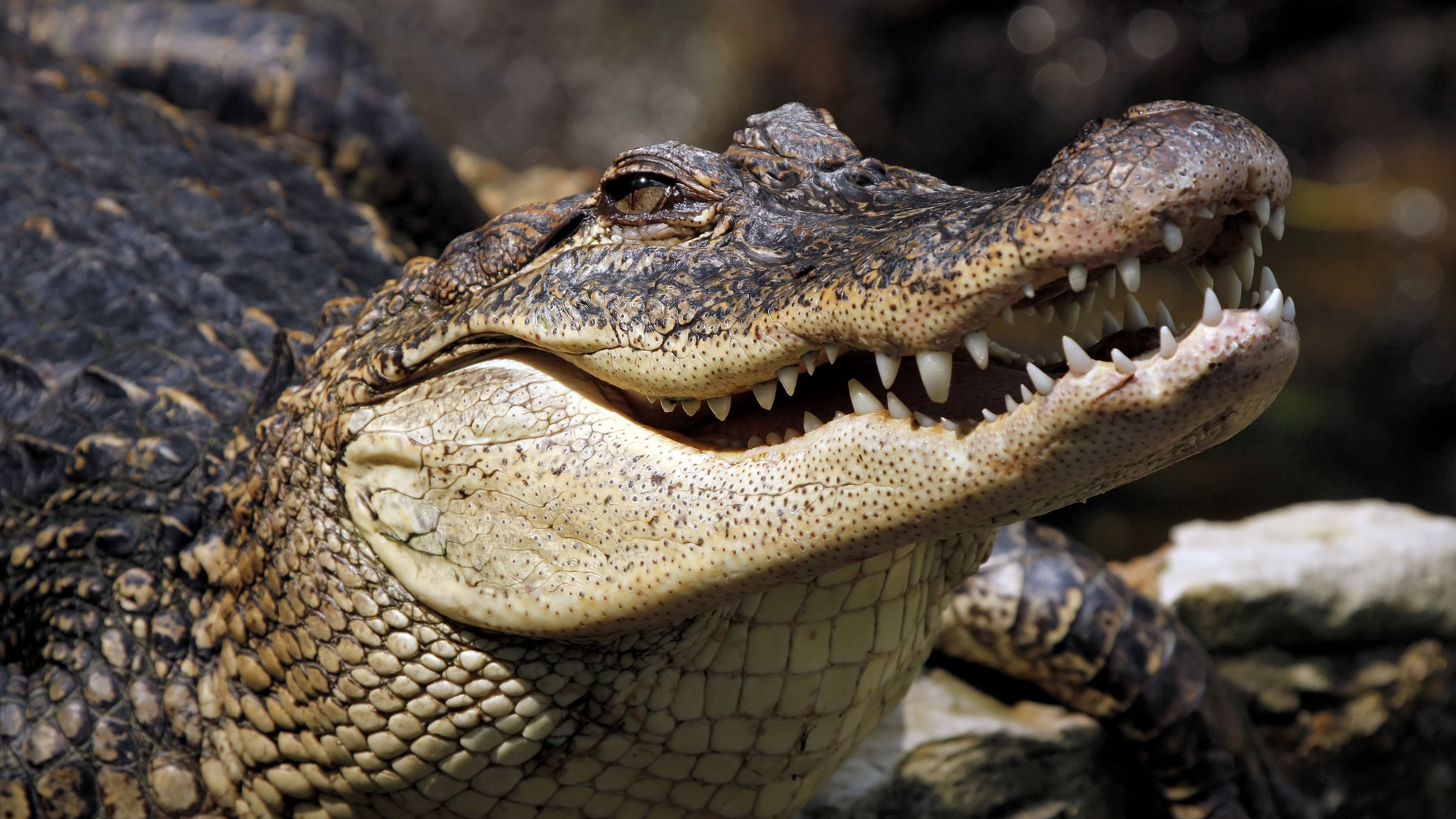 4K Closeup of an Alligator's Head HD Wallpaper