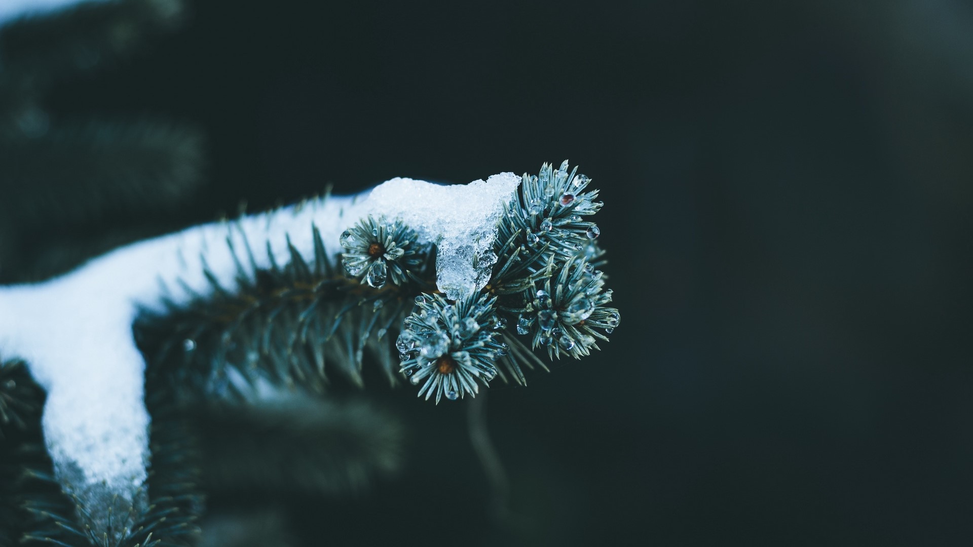 Close-up of a snow-covered pine branch with ice HD Wallpaper