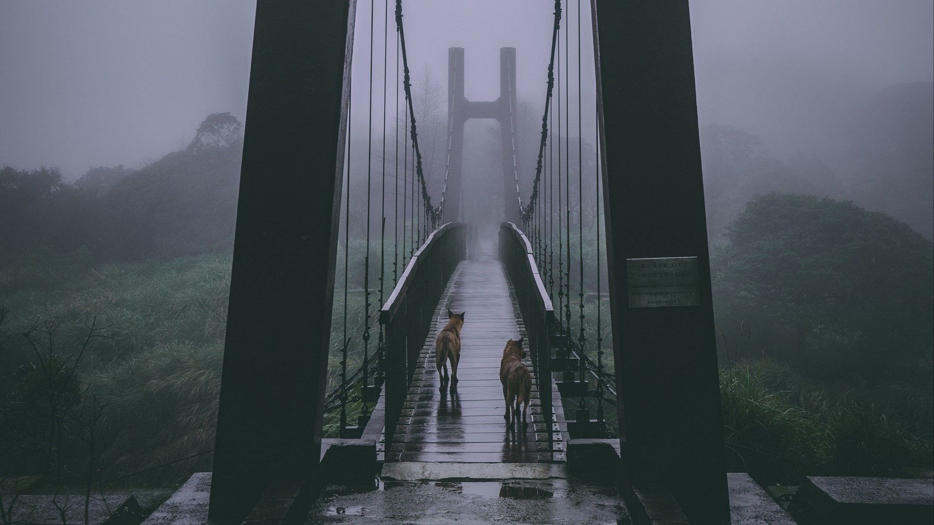 Two dogs on a wet suspension bridge in the mist HD Wallpaper