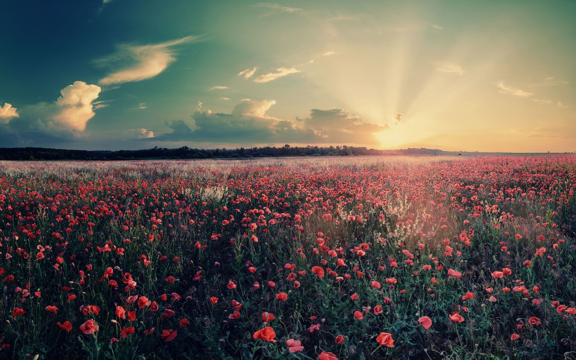 Field of poppies at sunset with sun rays HD Wallpaper