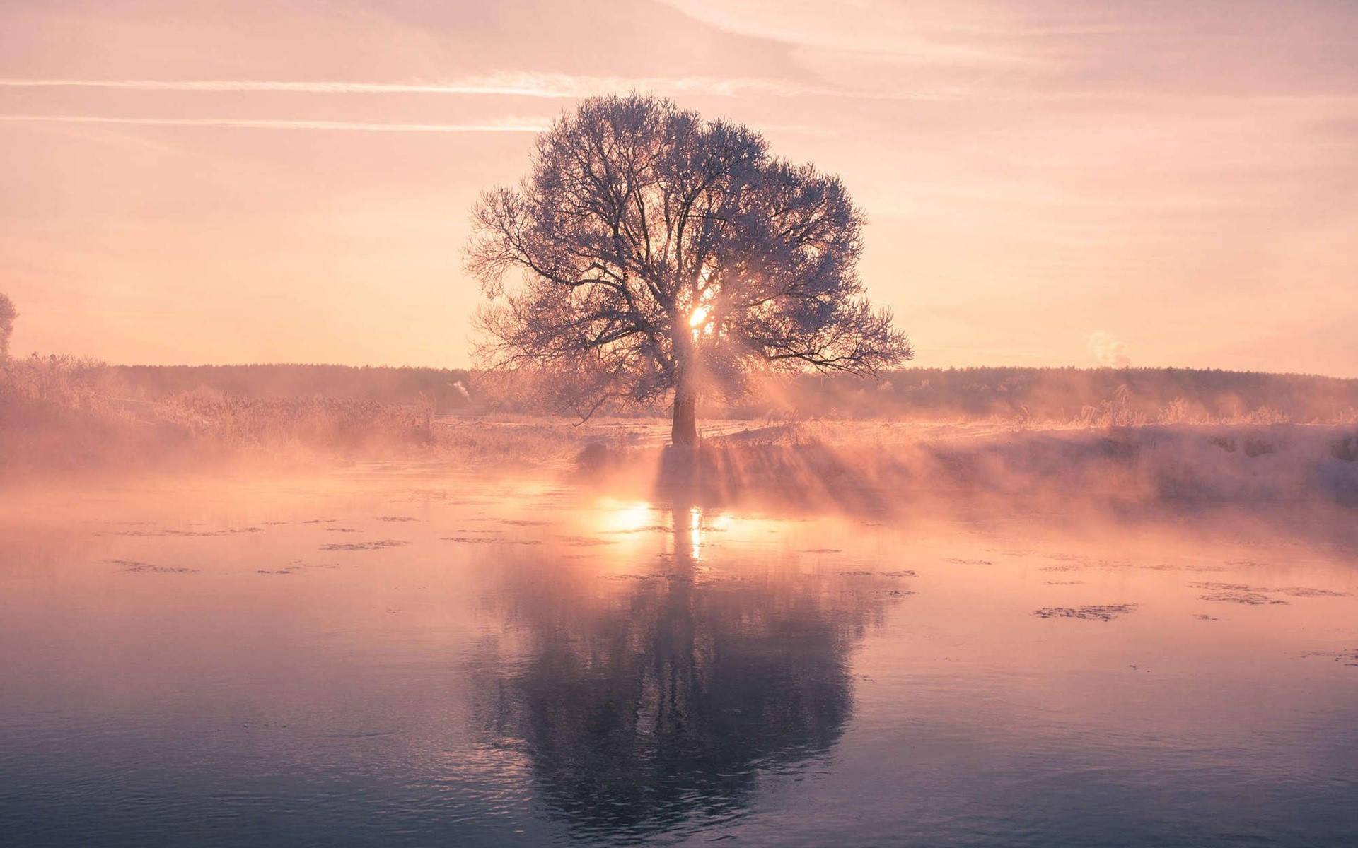 Tree by the water at sunrise with mist HD Wallpaper