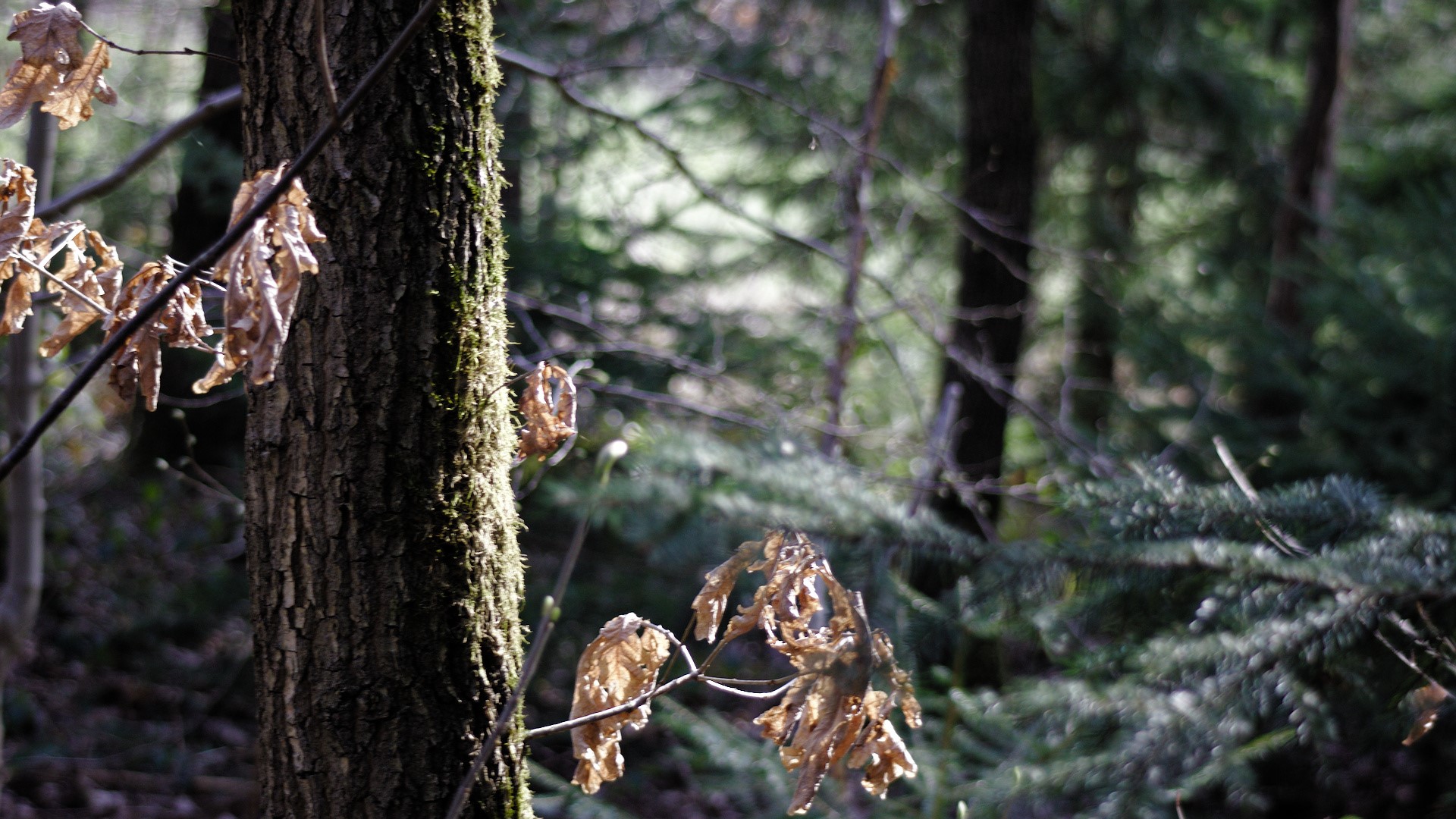 Trees and dead leaves in a forest HD Wallpaper