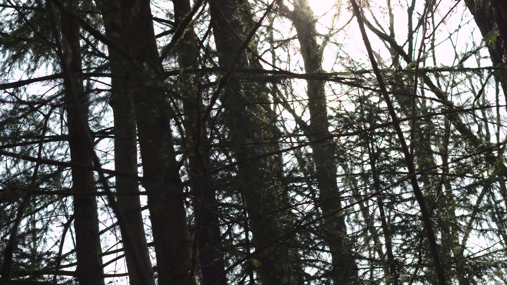 Sunlight filtering through a dense forest canopy HD Wallpaper