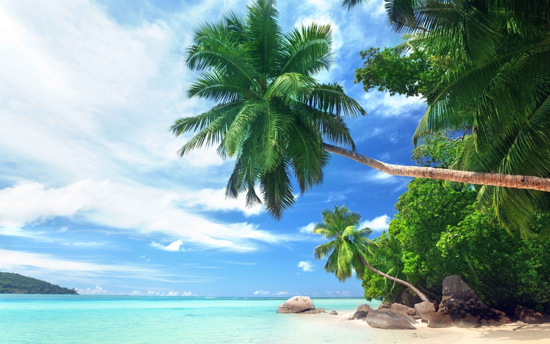 Tropical beach with palm trees and turquoise water HD Wallpaper