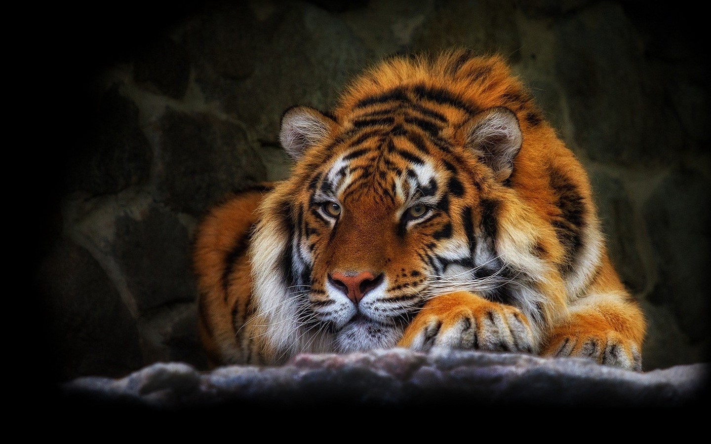 Tiger resting on rocks HD Wallpaper