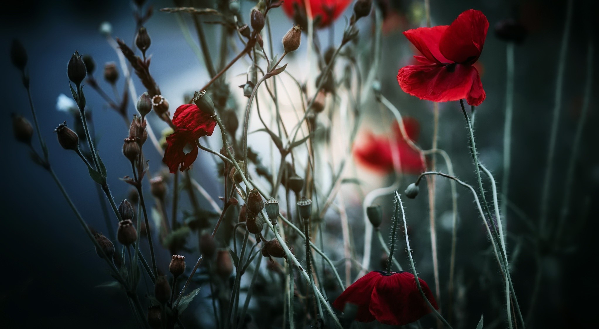 Red poppies and seed pods in a field HD Wallpaper
