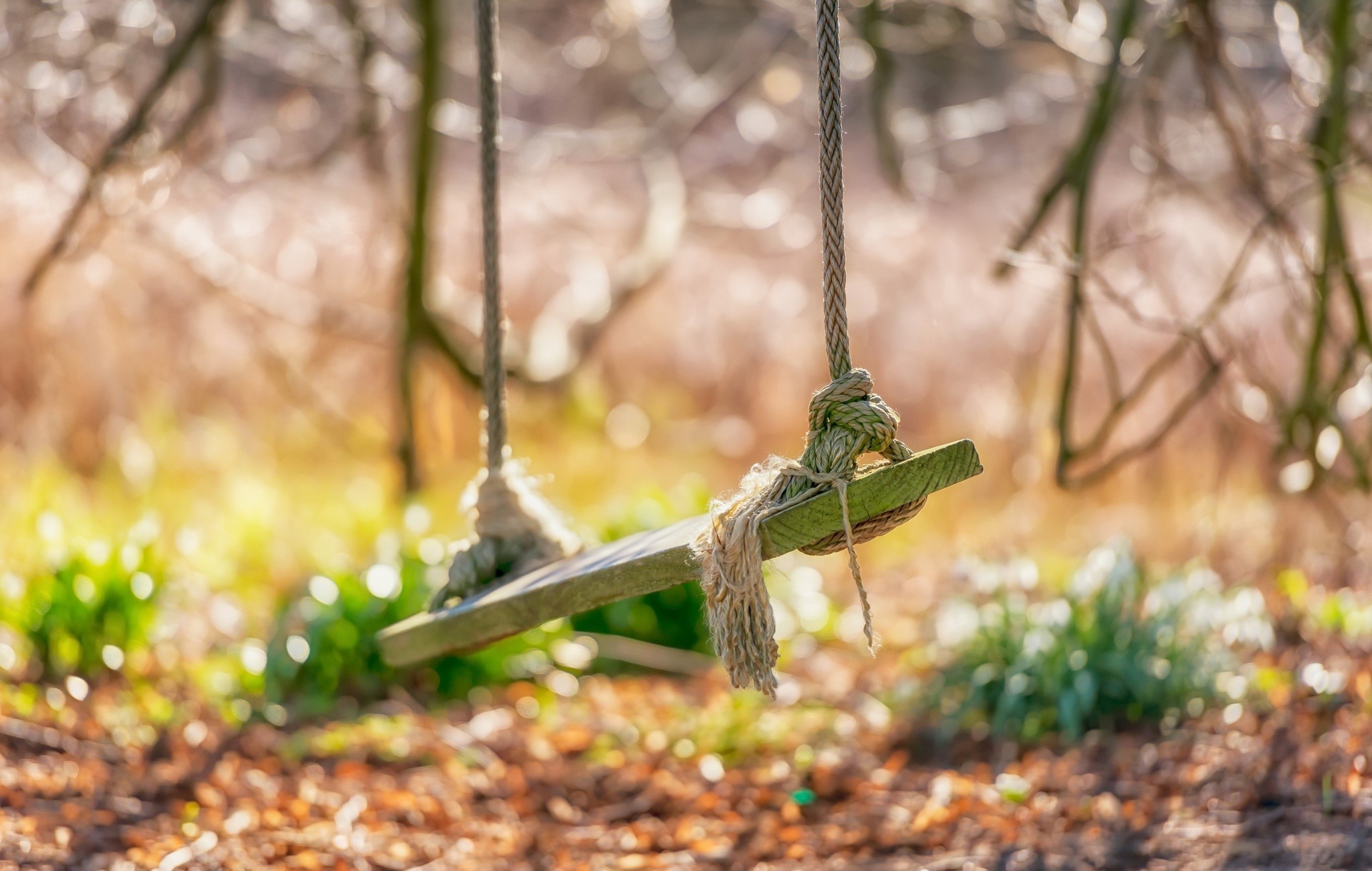 A wooden swing hangs from ropes in a forest HD Wallpaper
