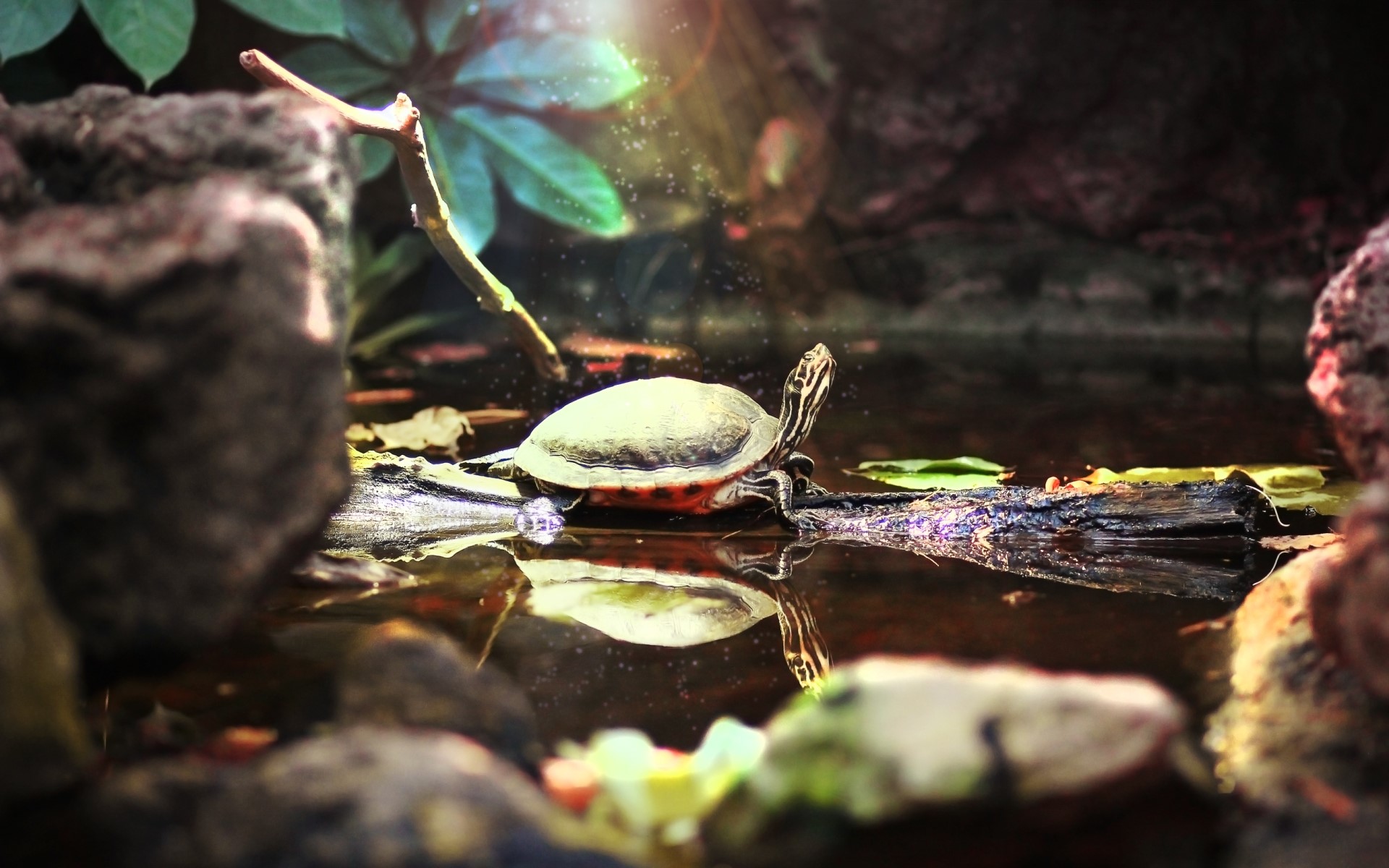 Turtle on a log in a pond HD Wallpaper