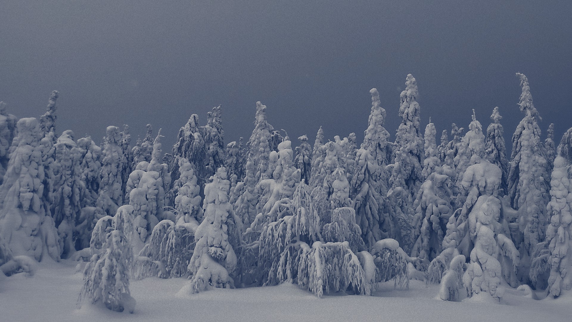 Snow-covered trees in a winter forest landscape HD Wallpaper