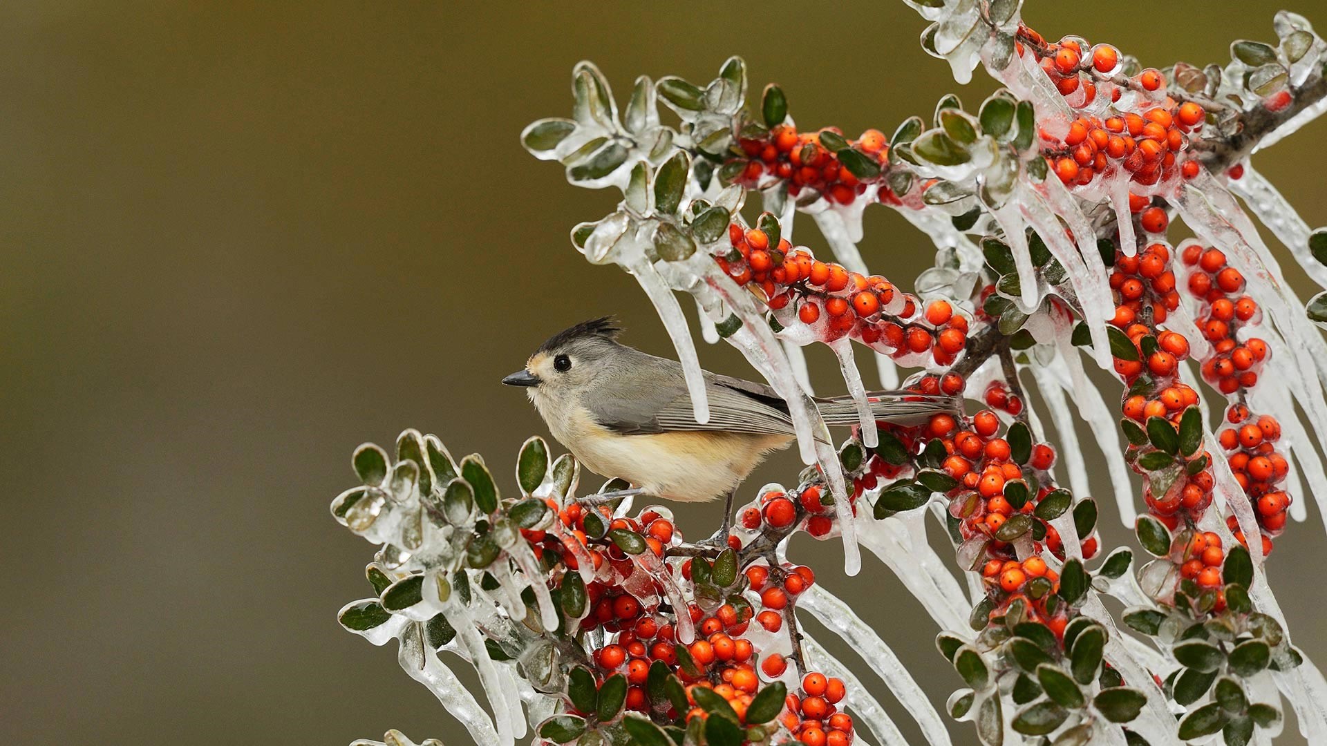 Tufted titmouse on icy branches with berries HD Wallpaper