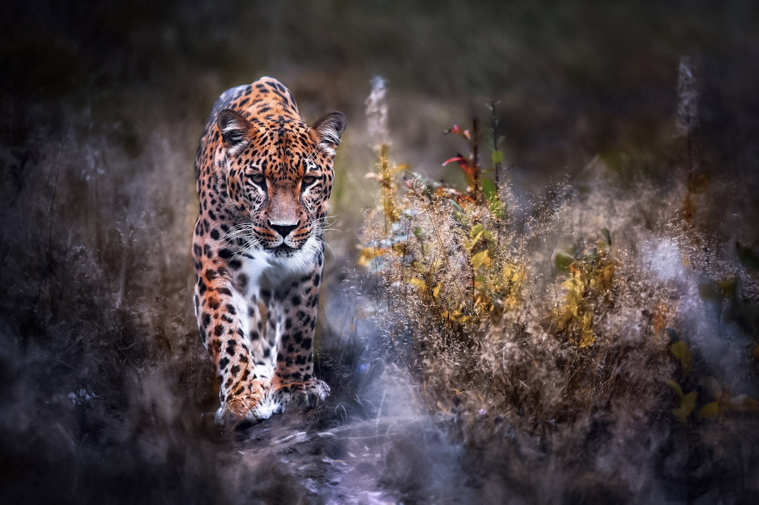 Leopard walking through tall grass HD Wallpaper
