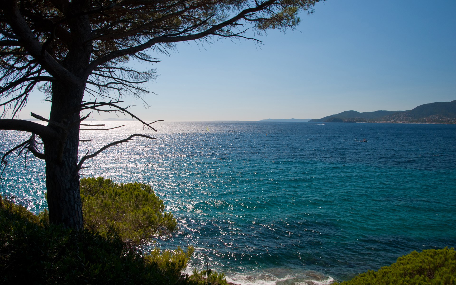 Tree overlooking a sparkling blue sea and distant coastline HD Wallpaper