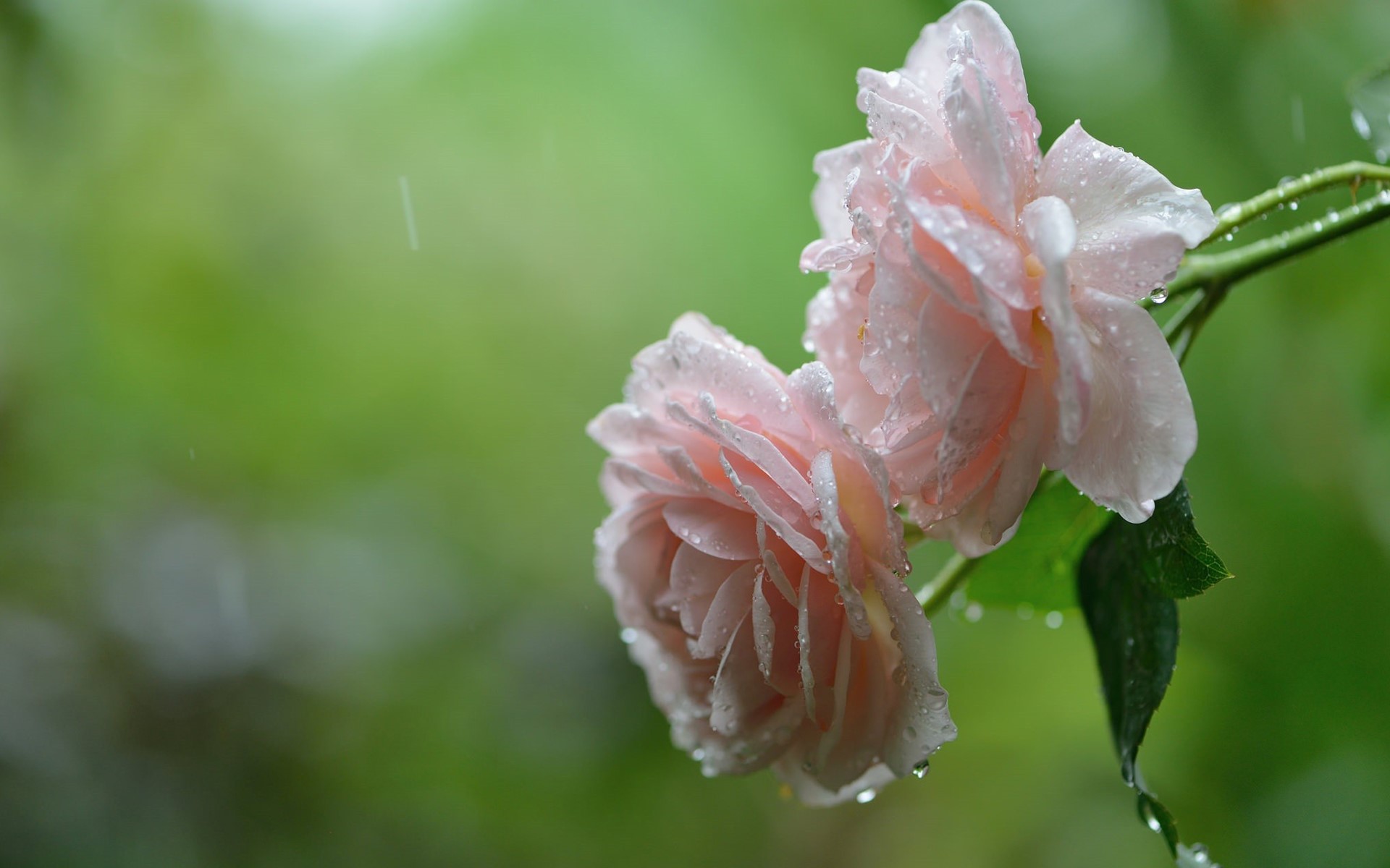 Pink roses with water droplets in the rain HD Wallpaper