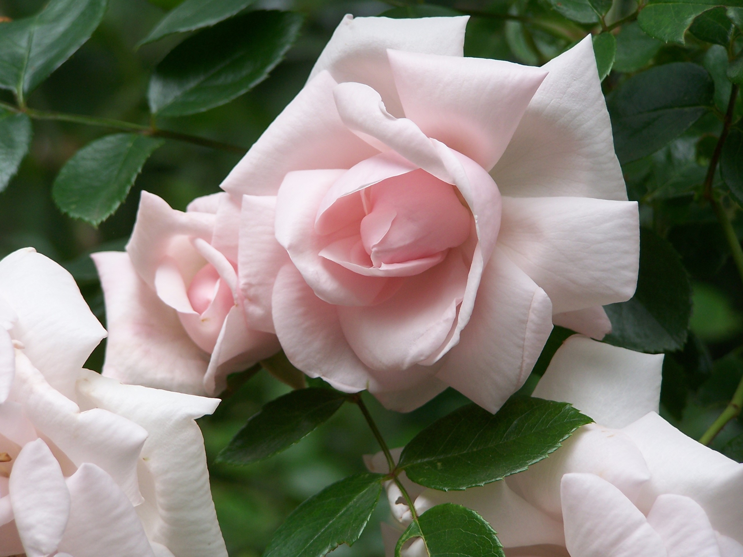 Close-up of pale pink roses in a garden HD Wallpaper