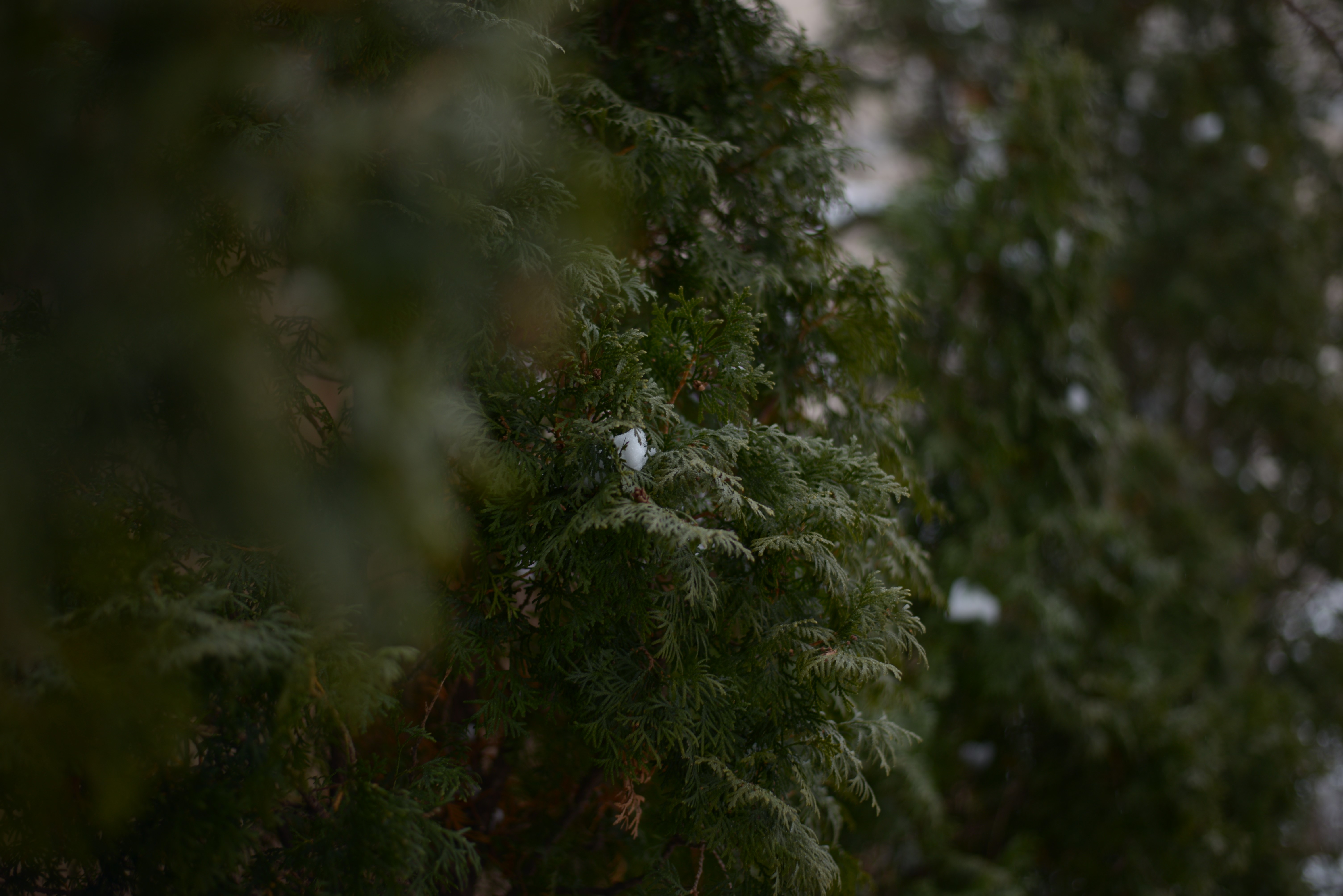 4K trees and plants in winter HD Wallpaper