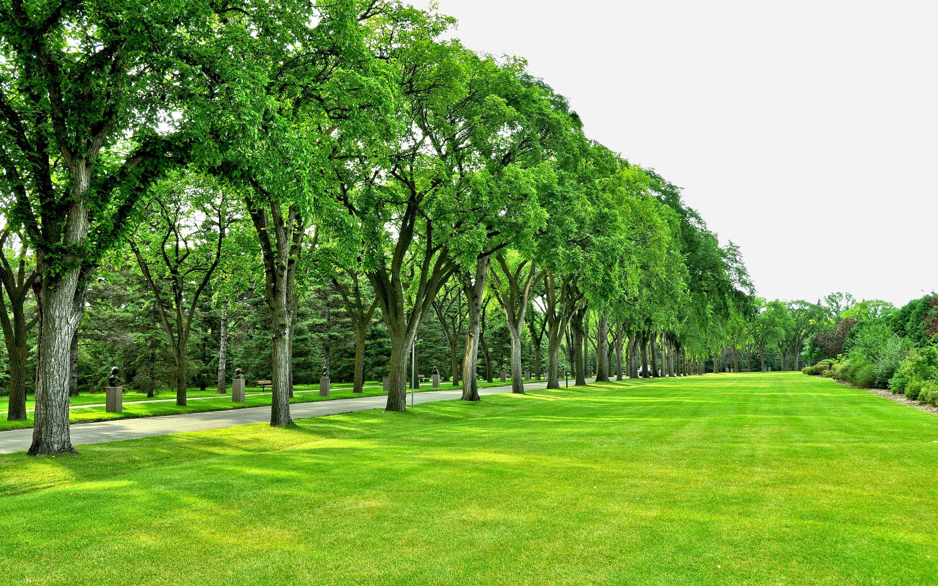 A tree-lined path in a park with a large green lawn HD Wallpaper