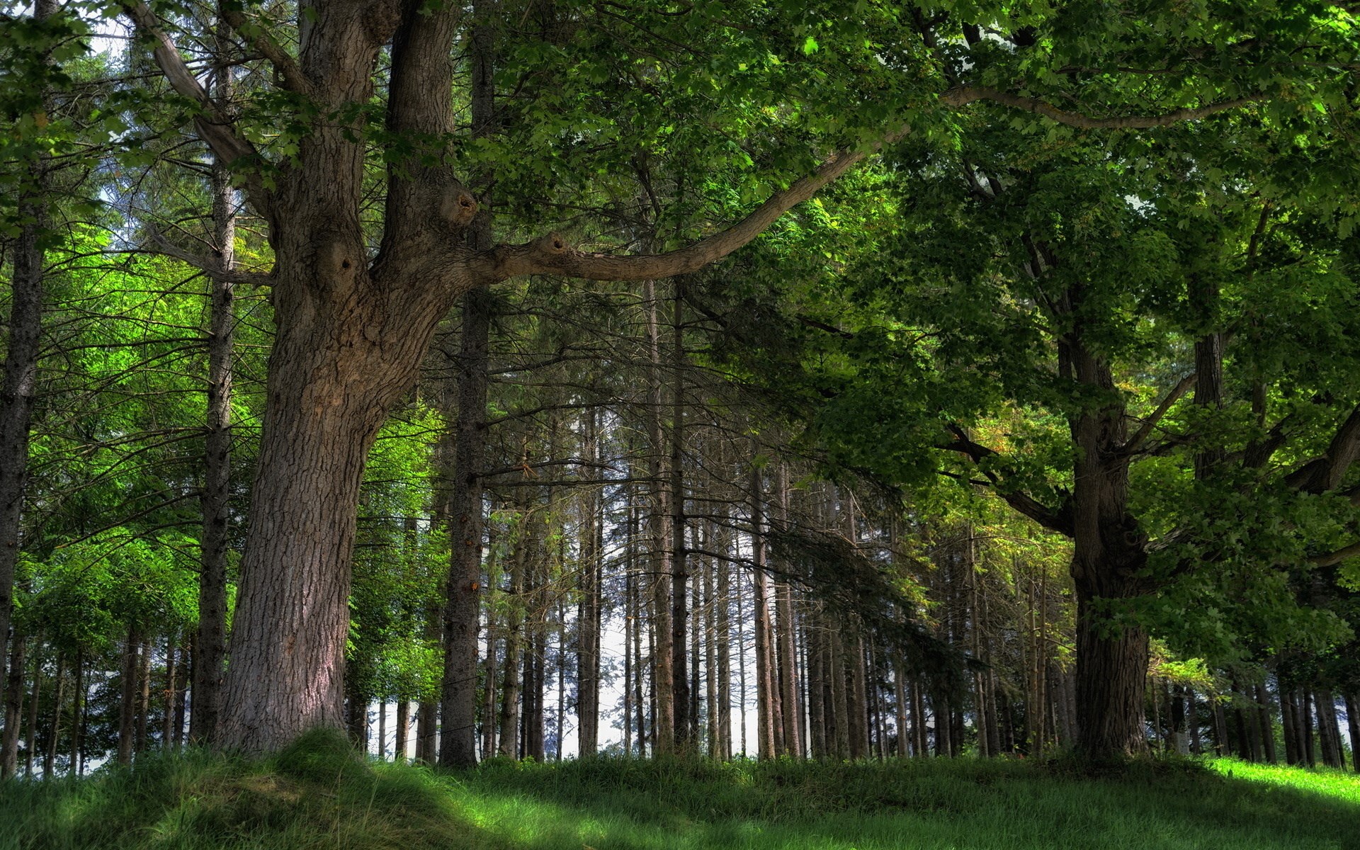 Sunlight filtering through a dense forest with large trees HD Wallpaper