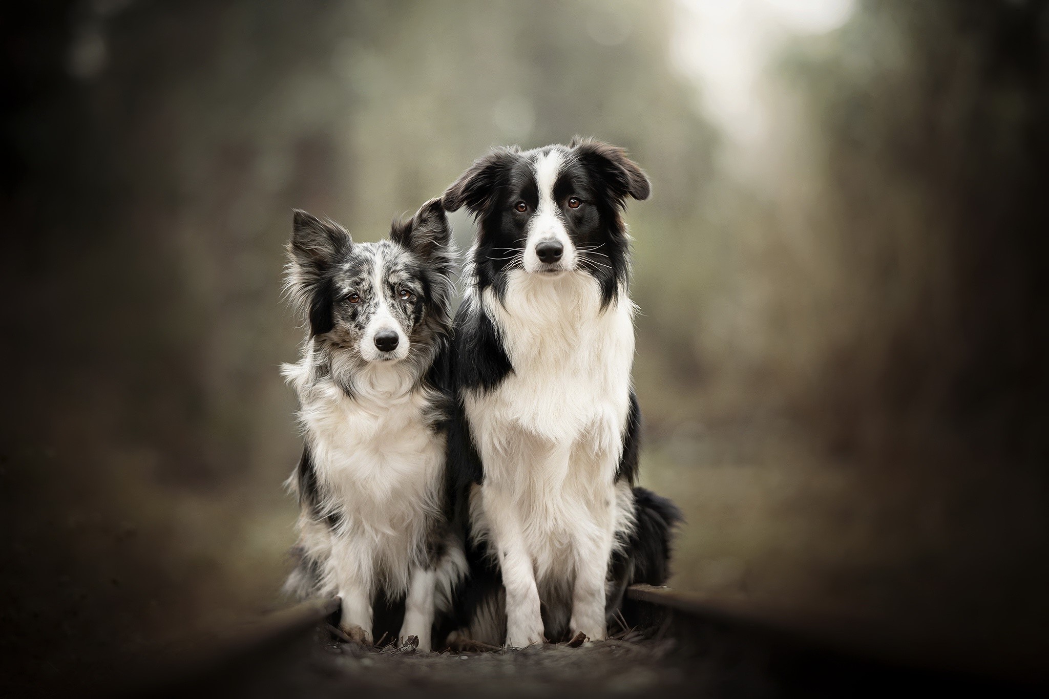 Two Border Collies sitting outdoors HD Wallpaper
