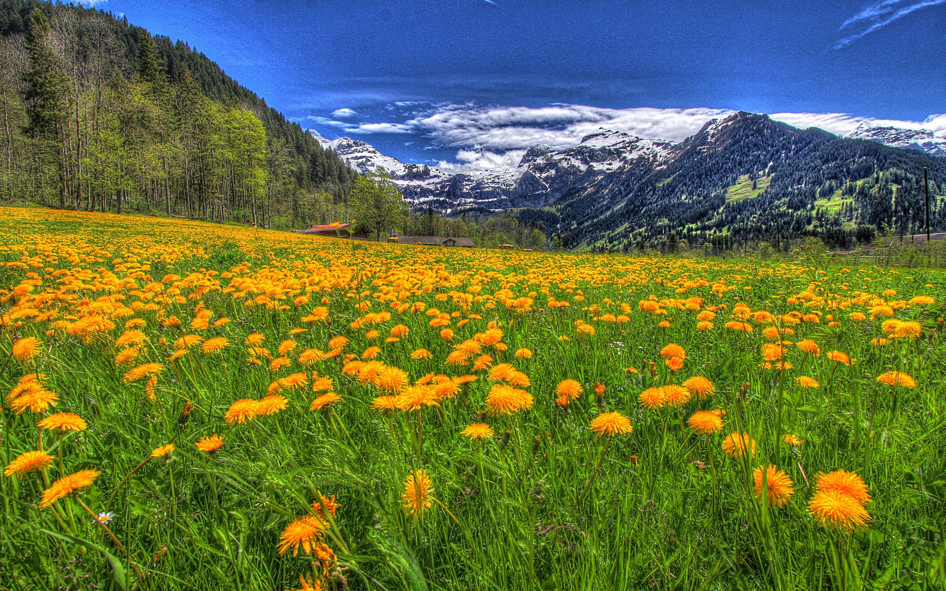 Field of yellow flowers with mountains HD Wallpaper