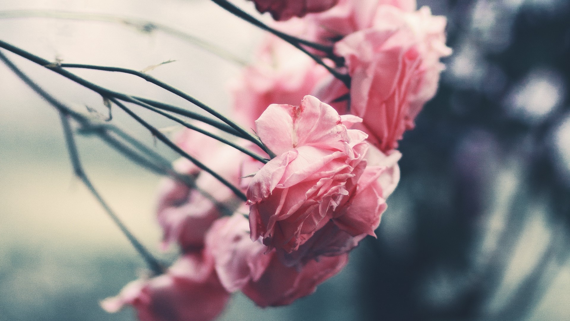 Close-up of delicate pink flowers on thin stems HD Wallpaper