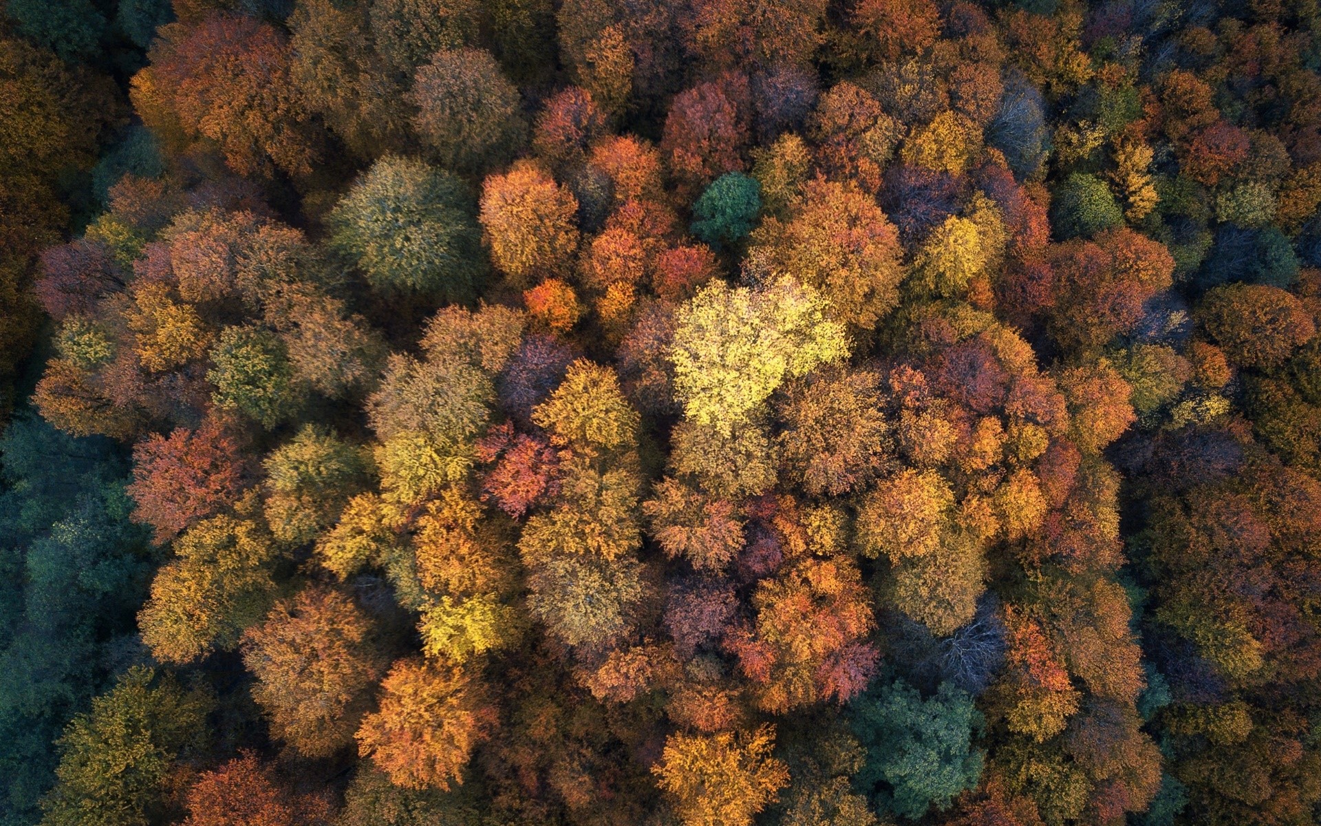 Aerial view of a colorful forest in fall HD Wallpaper