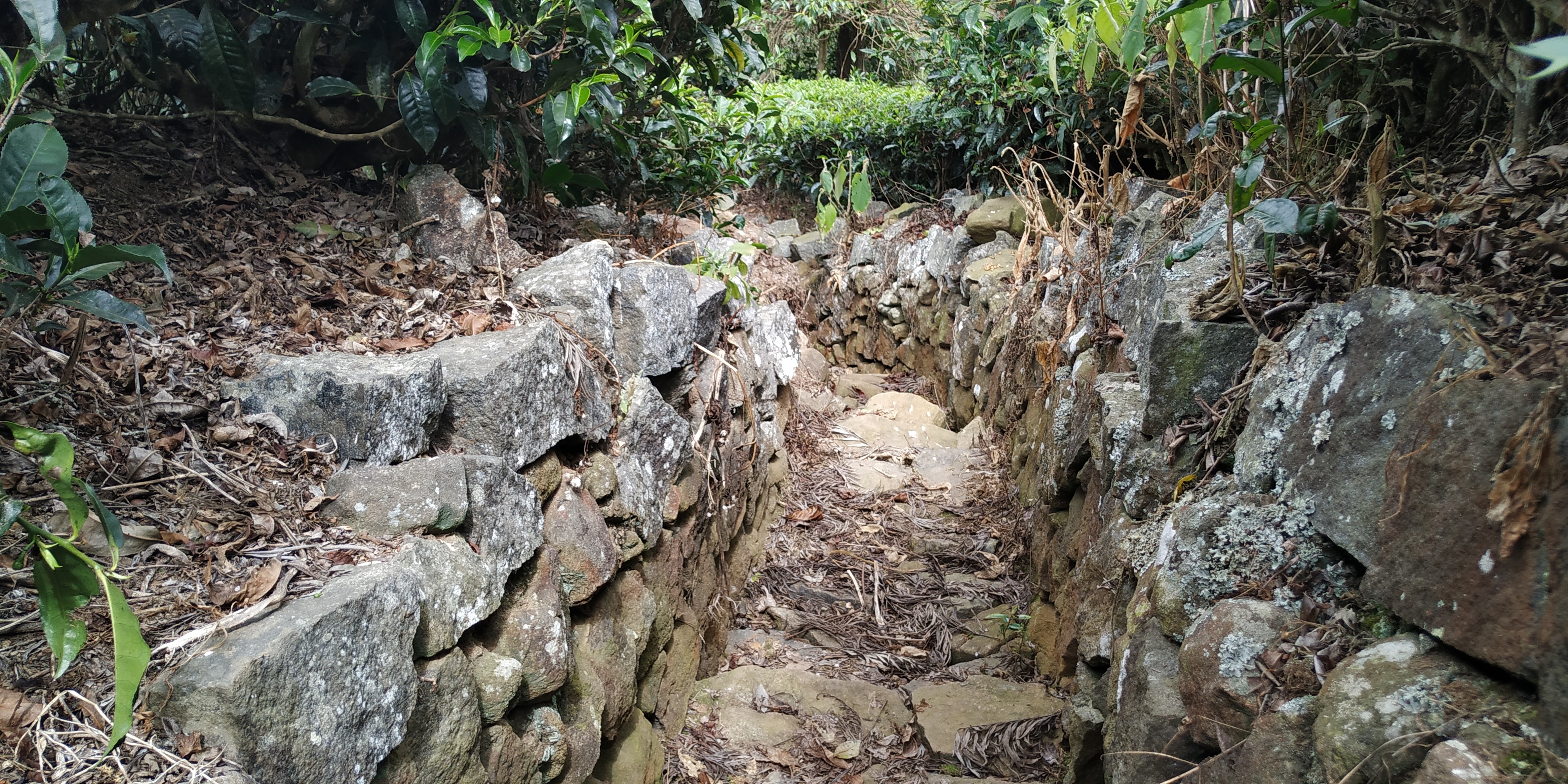 Stone path through a garden with plants HD Wallpaper
