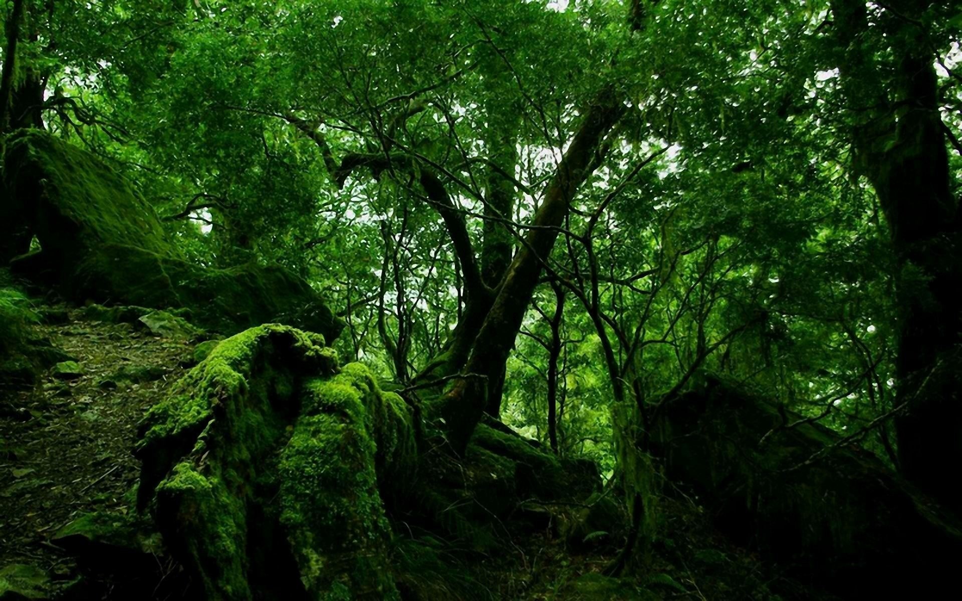 Moss-covered rocks and trees in a dense forest HD Wallpaper