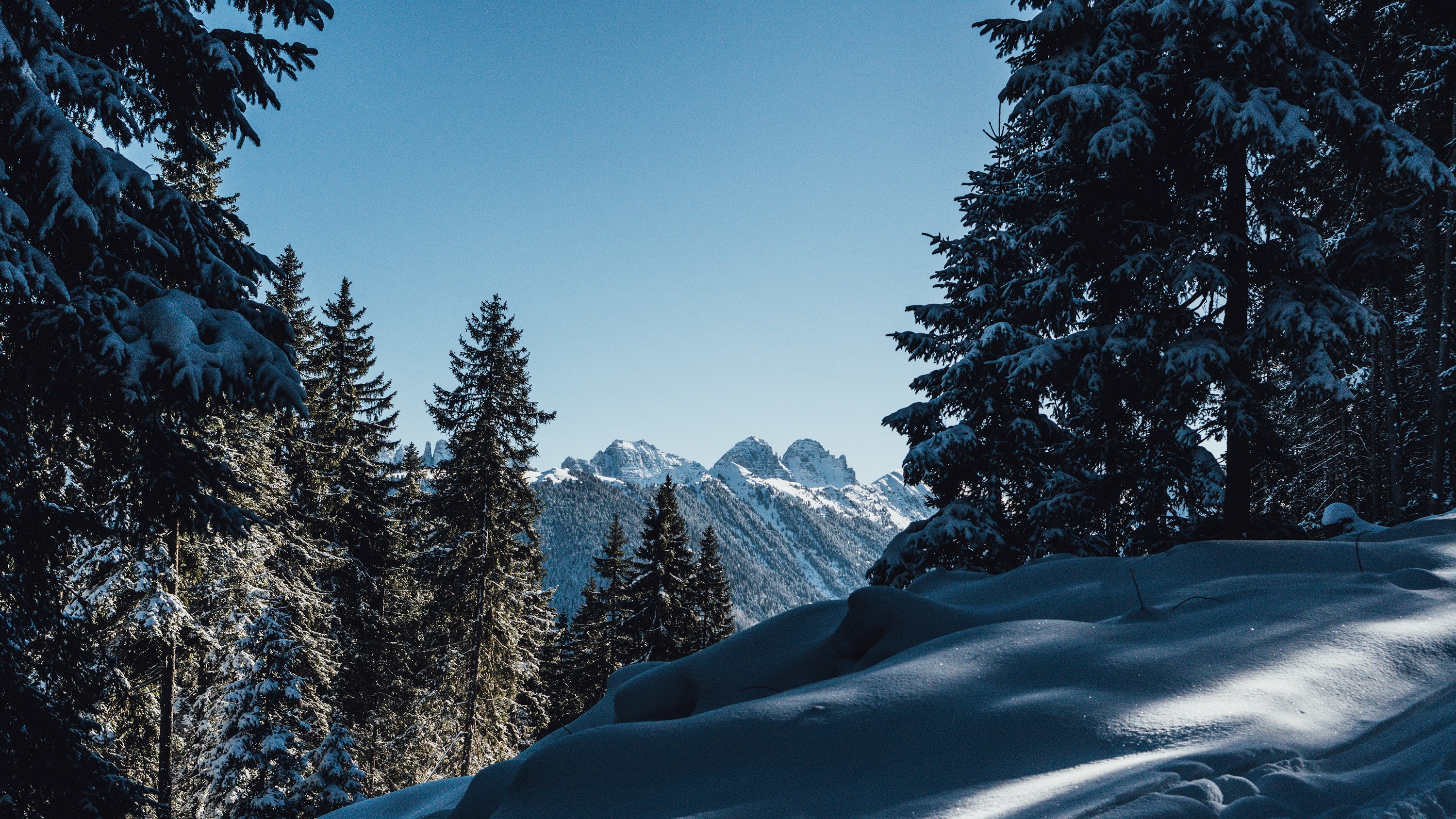 Snowy mountains seen through pine trees HD Wallpaper