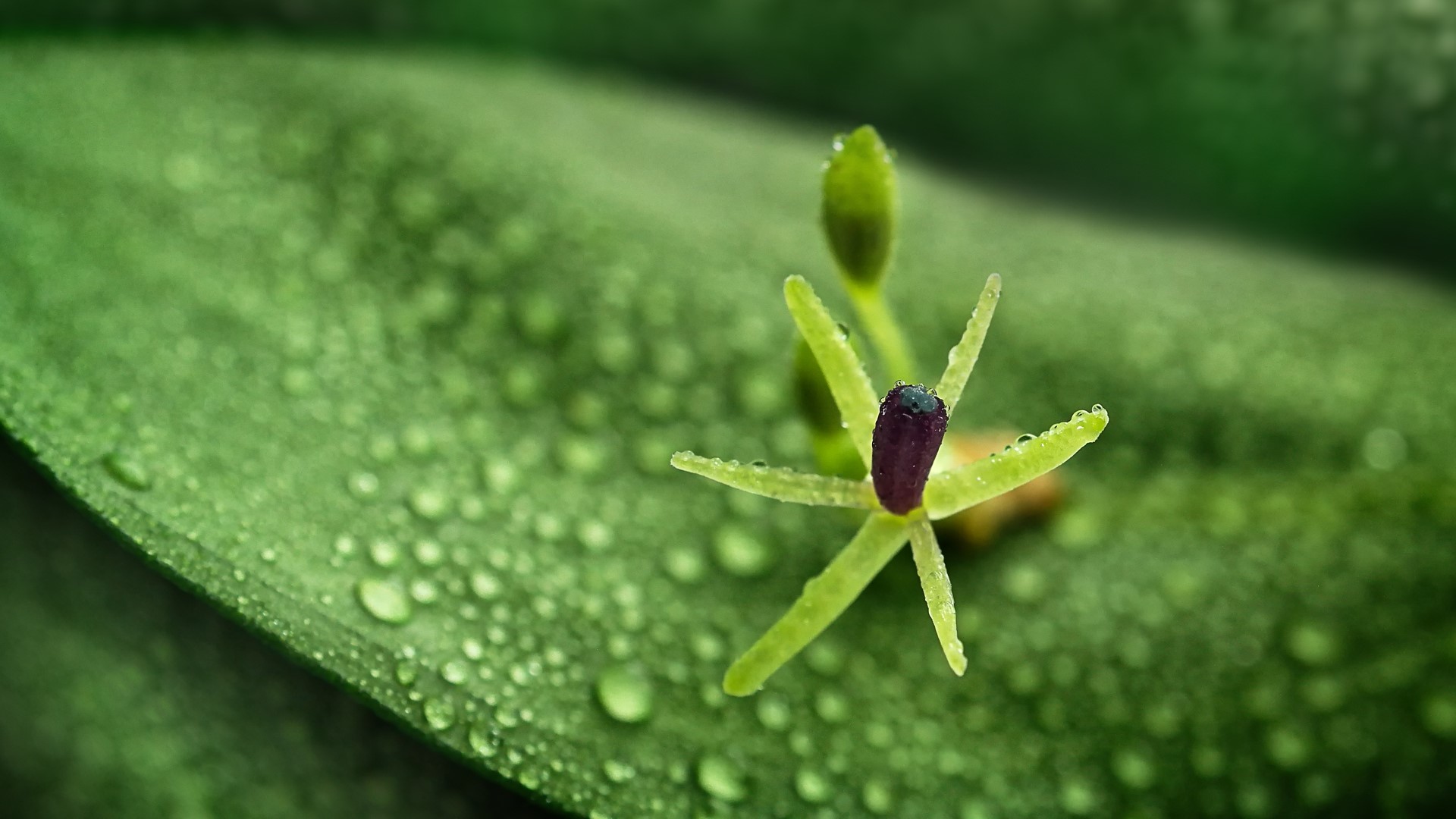 Macro shot of a small flower with water drops on green leaf HD Wallpaper
