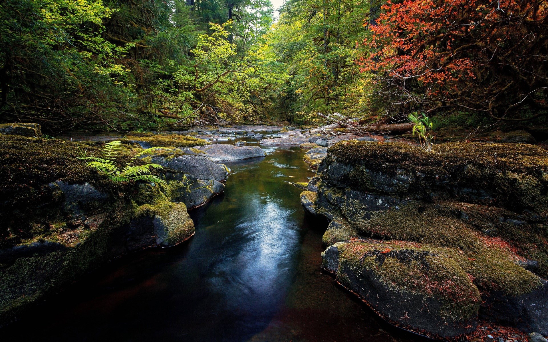 Mossy rocks and a stream in a forest HD Wallpaper