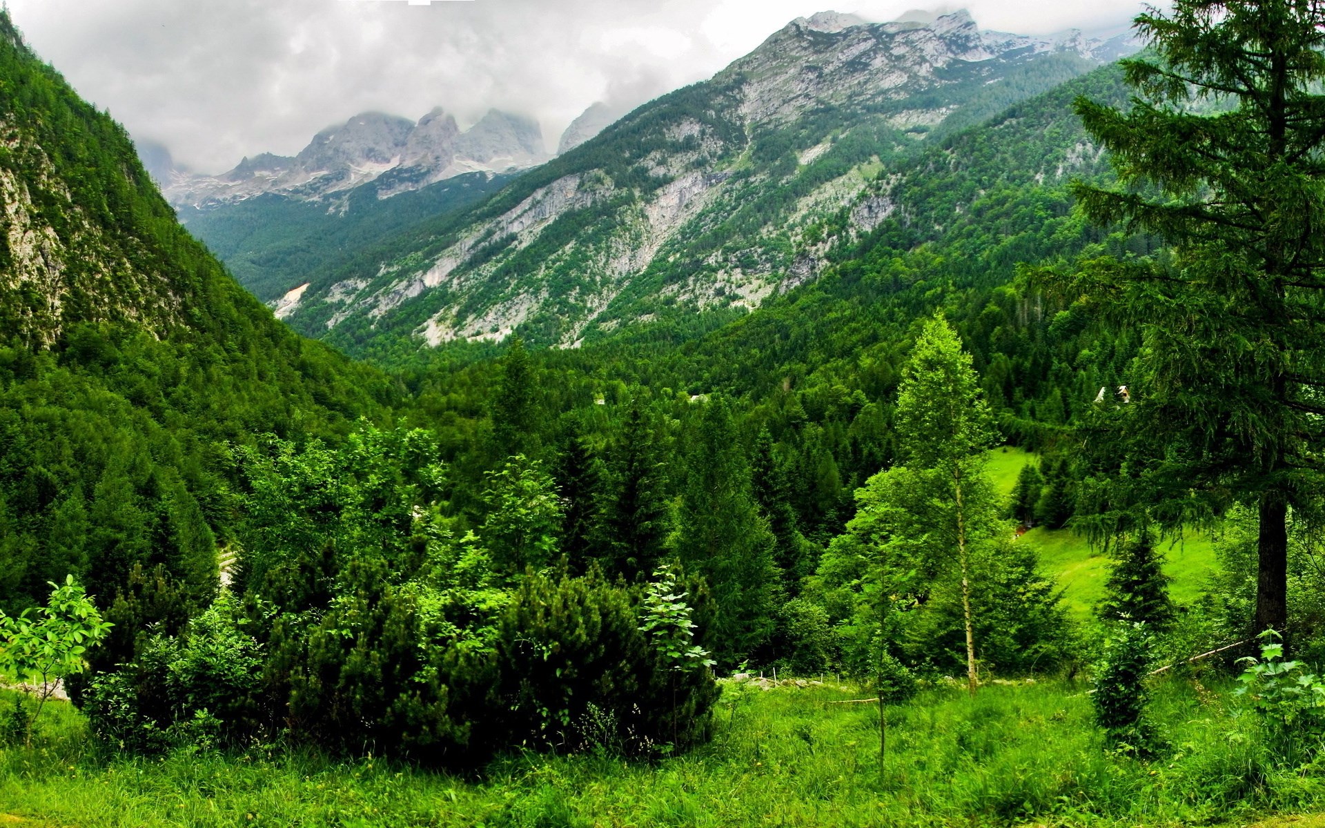 Green valley with mountains and trees HD Wallpaper
