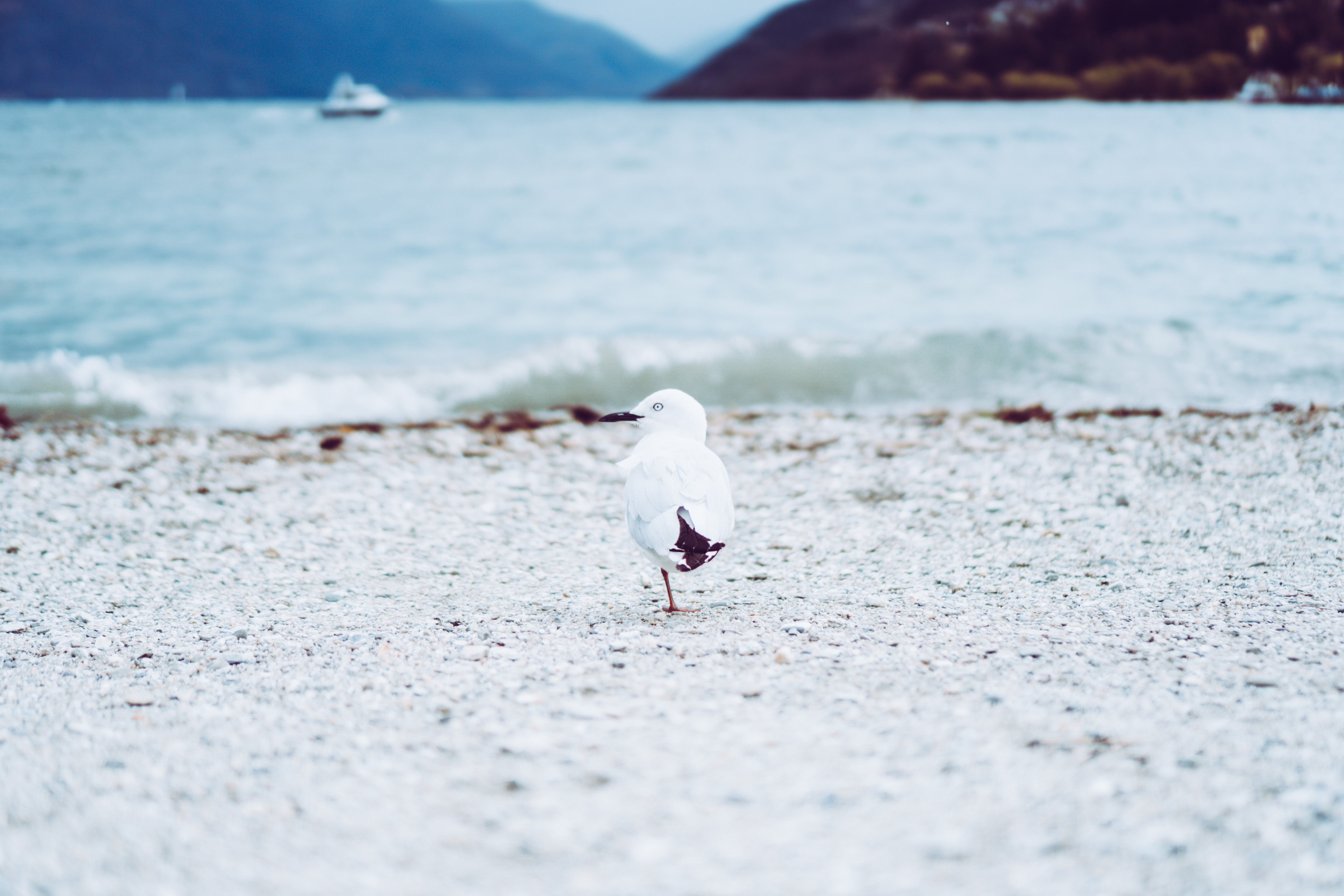 Seagull on a pebble beach with a lake and boat in the background HD Wallpaper