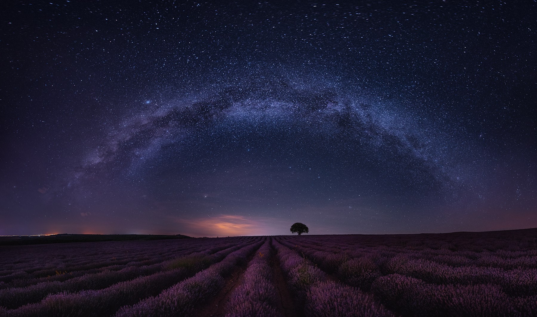 Milky Way over lavender field with lone tree HD Wallpaper