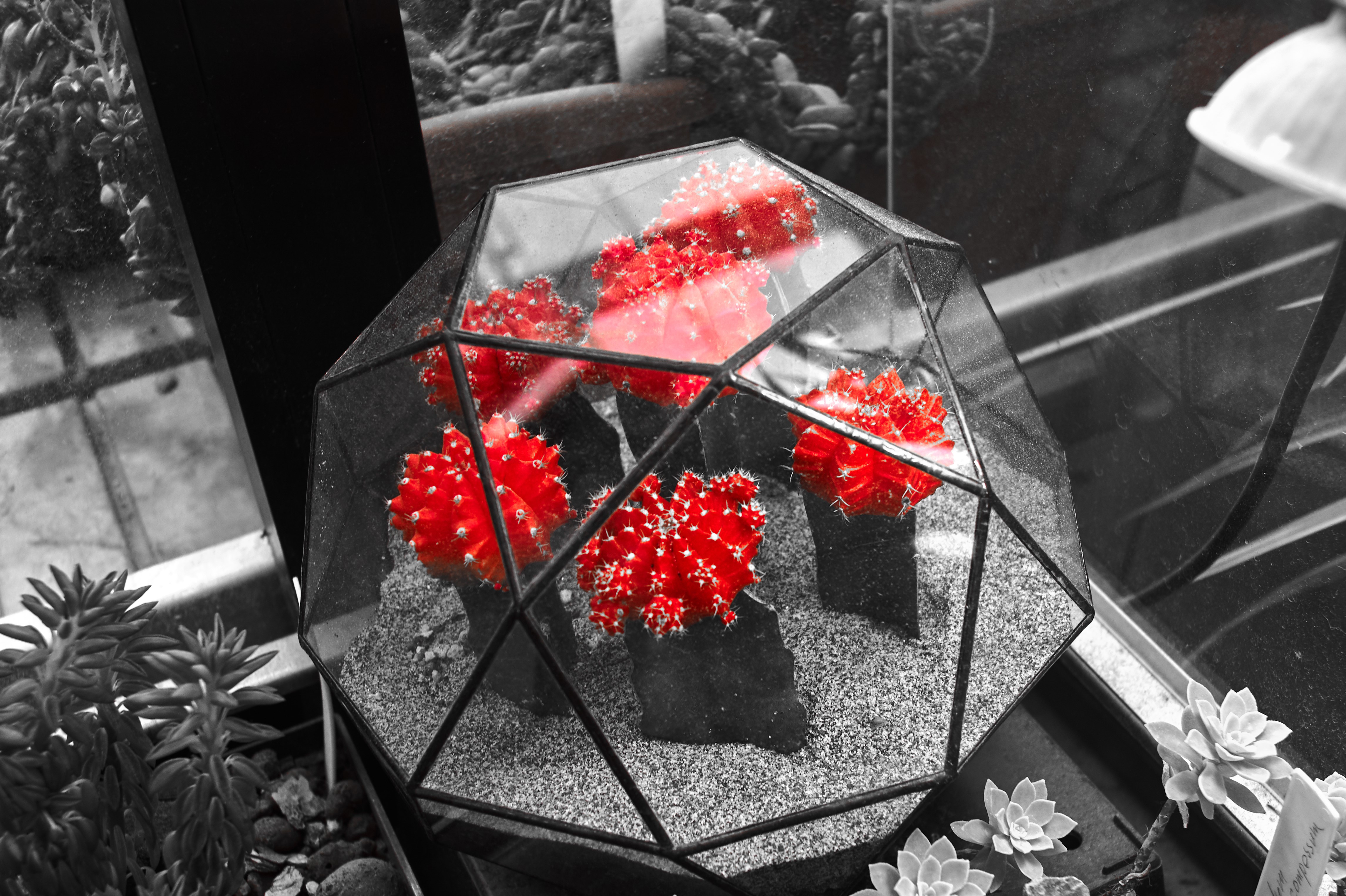 Red cacti in a geometric terrarium with selective coloring HD Wallpaper