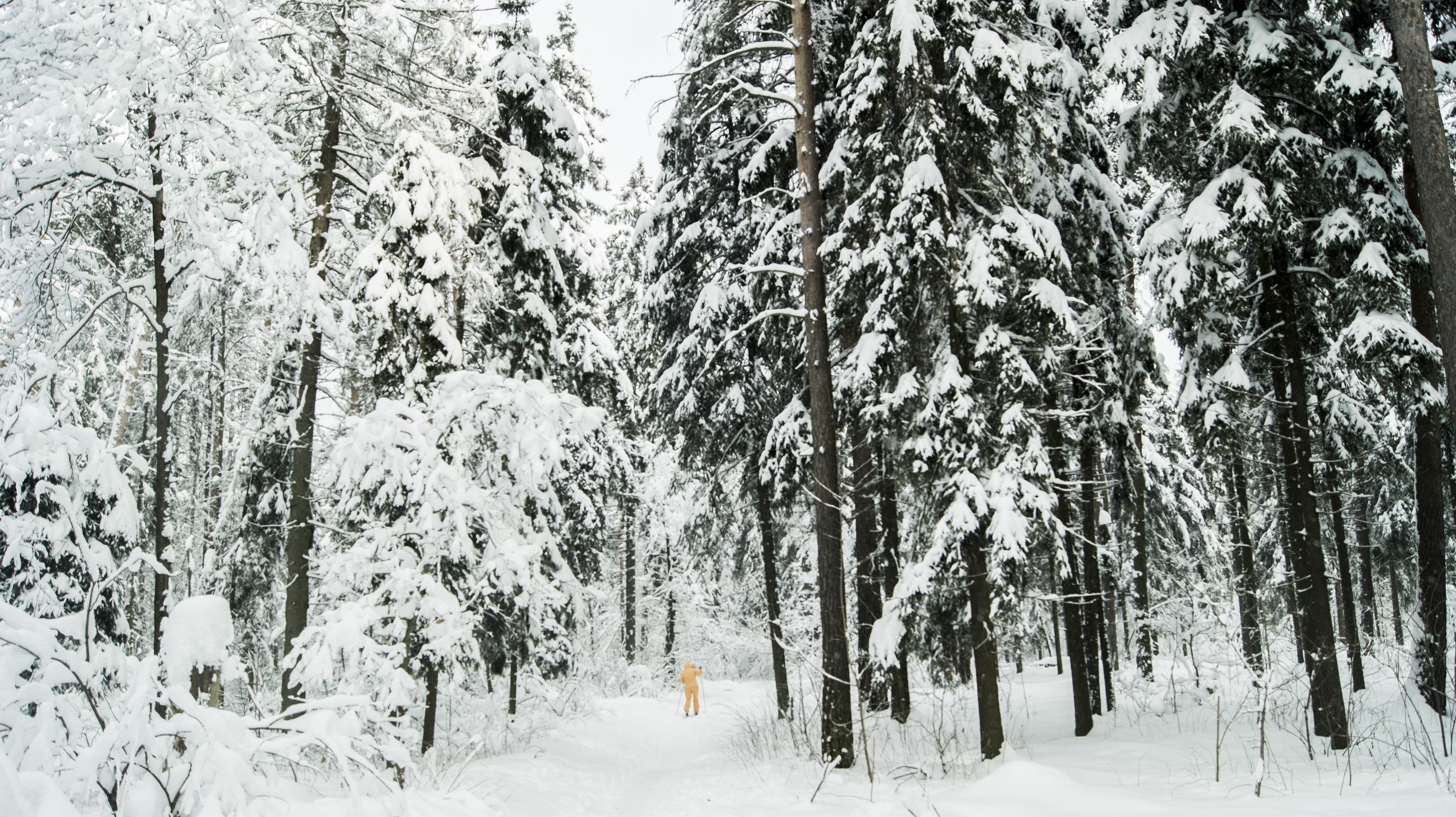 Person walking in a snowy forest HD Wallpaper