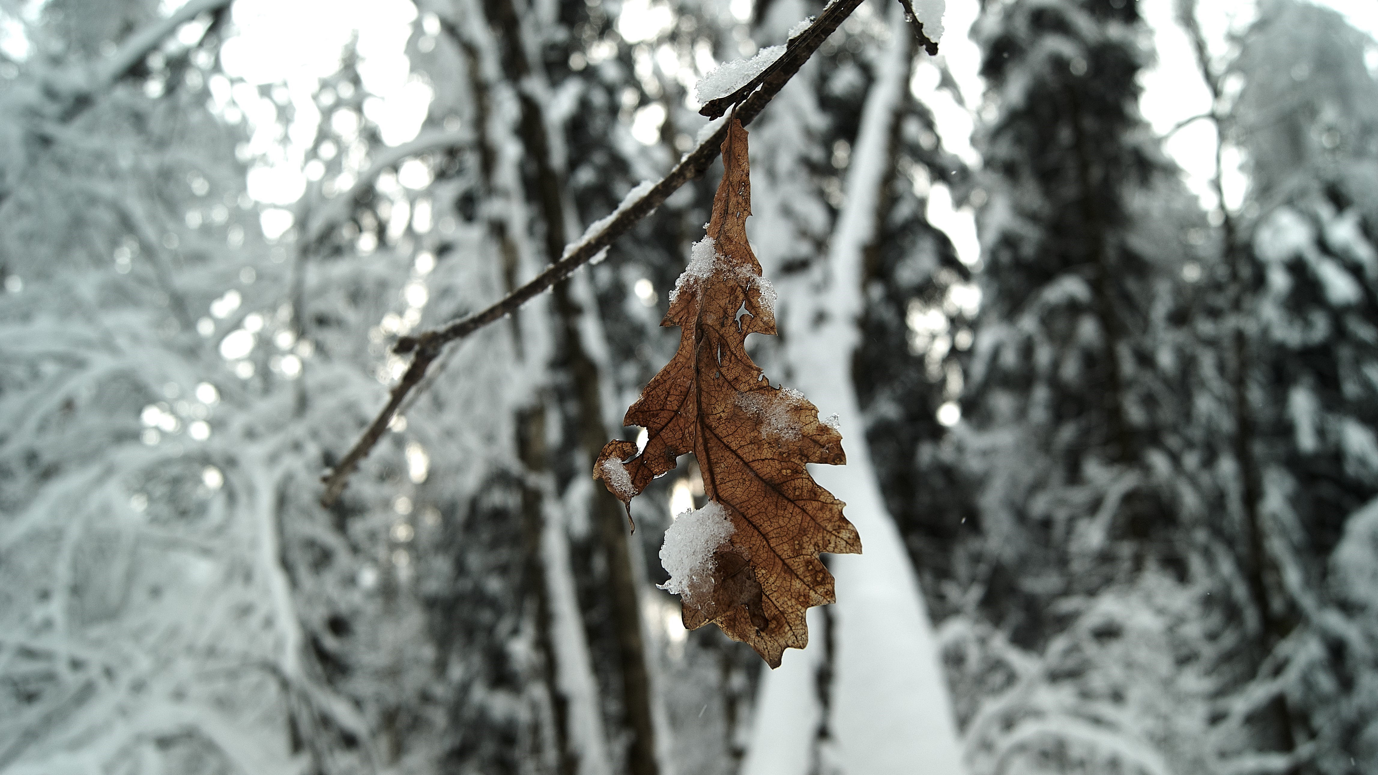 A single brown leaf with snow in a winter forest HD Wallpaper