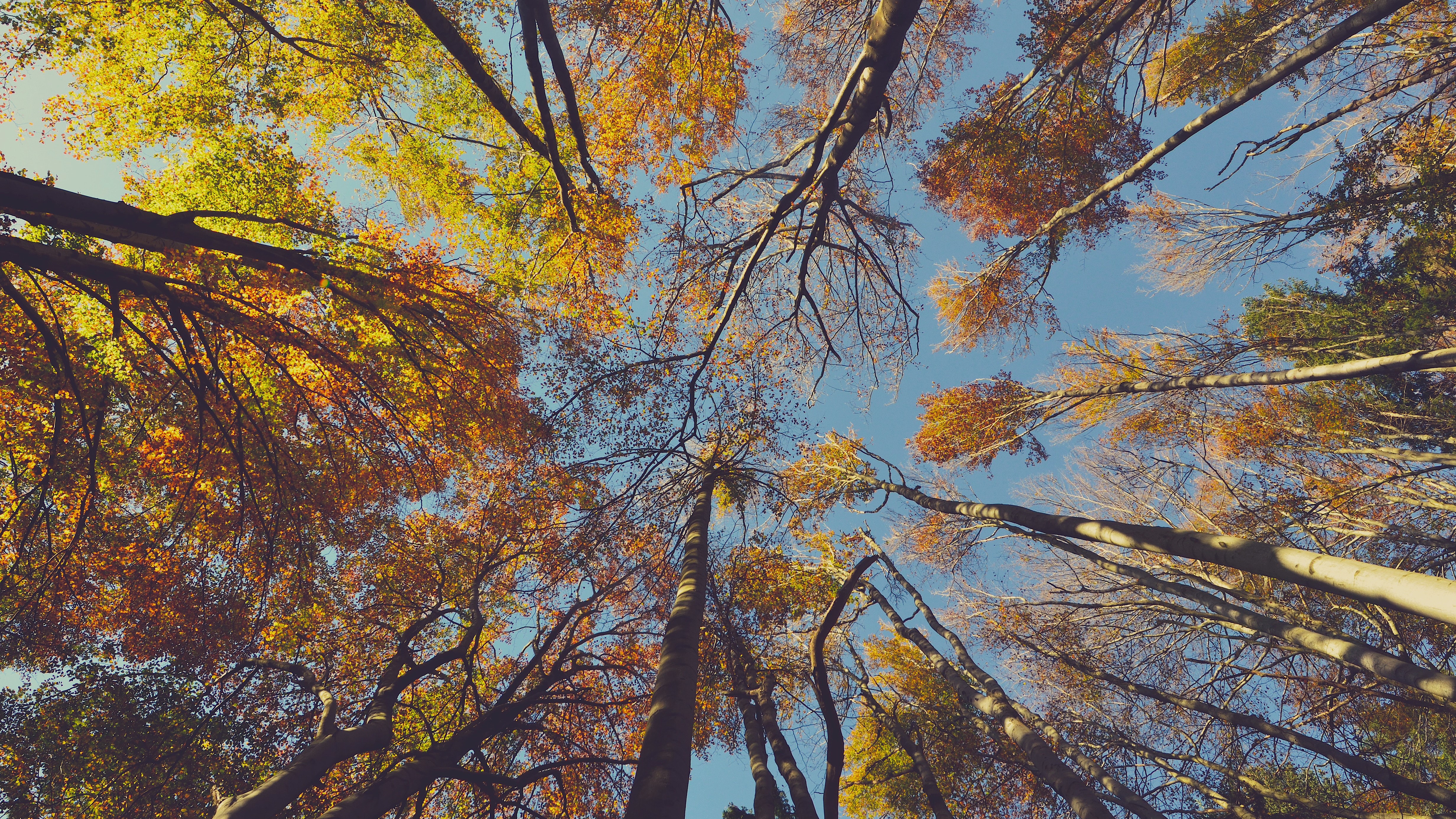 Looking up at autumn trees with clear sky HD Wallpaper